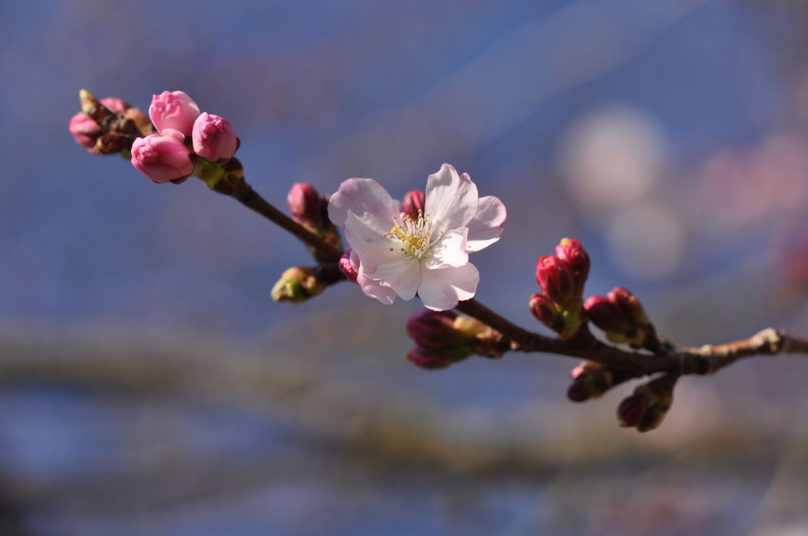 Nikon D5000 sample photo. Prunus, blossom, tree photography