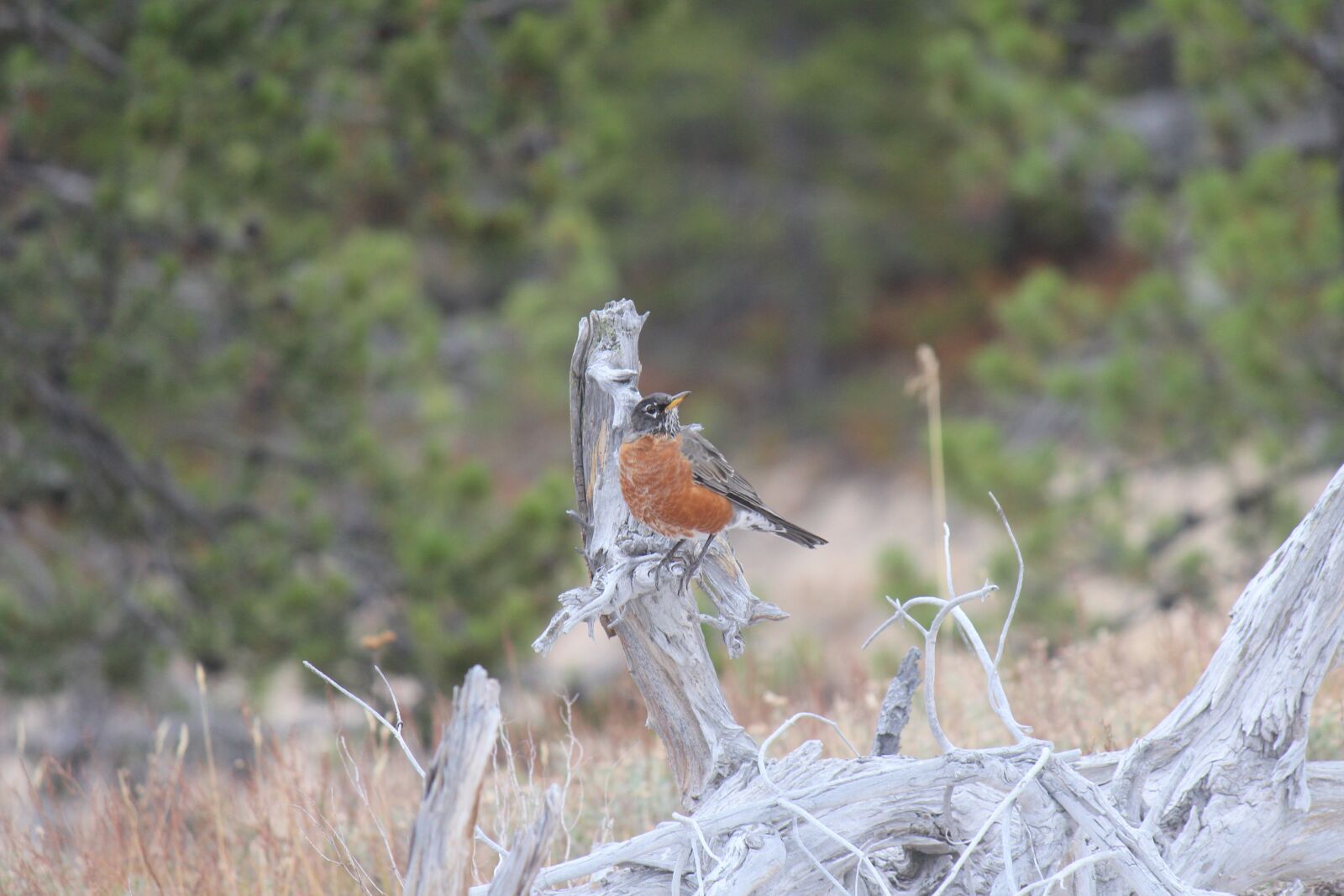 Canon EOS 600D (Rebel EOS T3i / EOS Kiss X5) + Canon EF-S 55-250mm F4-5.6 IS sample photo. Bird, robin, songbird photography