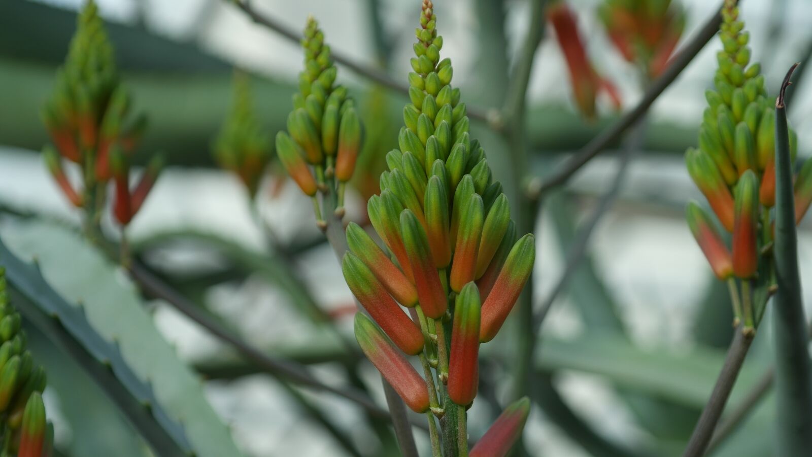 Samsung NX20 sample photo. Cactus, blossom, bloom photography