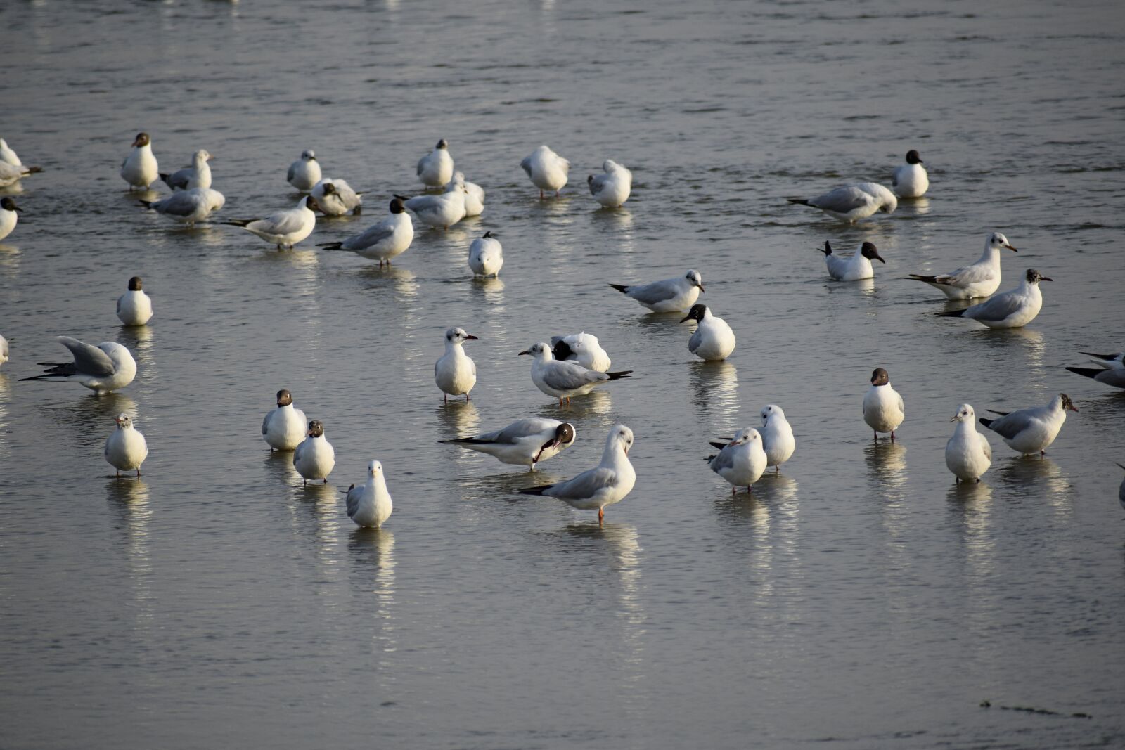 Nikon D3300 sample photo. Birds, seagulls, sea photography