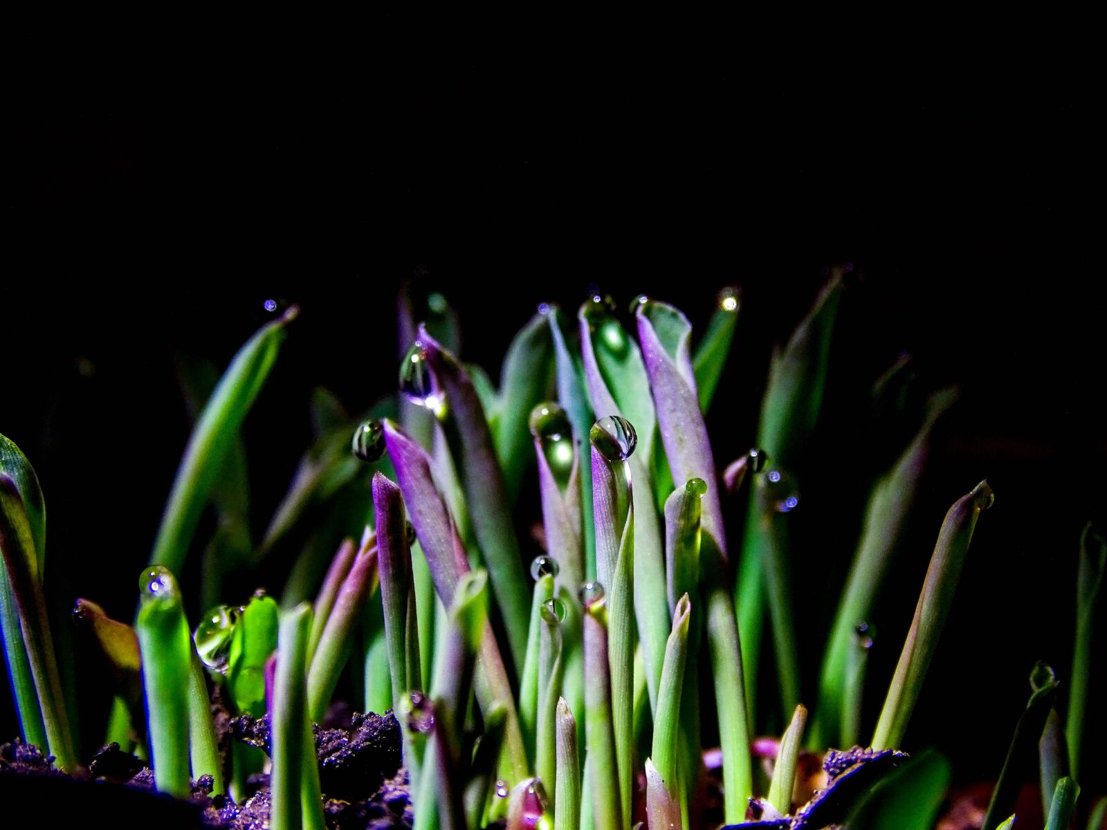 Sony Cyber-shot DSC-HX400V sample photo. Plants, rocio, nature photography