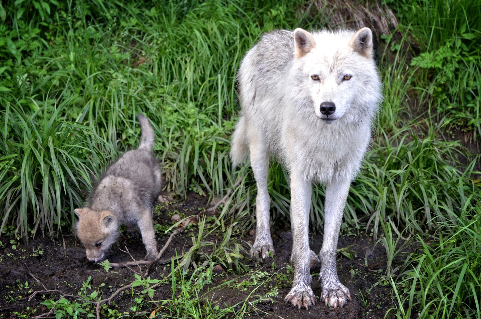 Nikon D7000 sample photo. Carnivore, timber, wolf photography