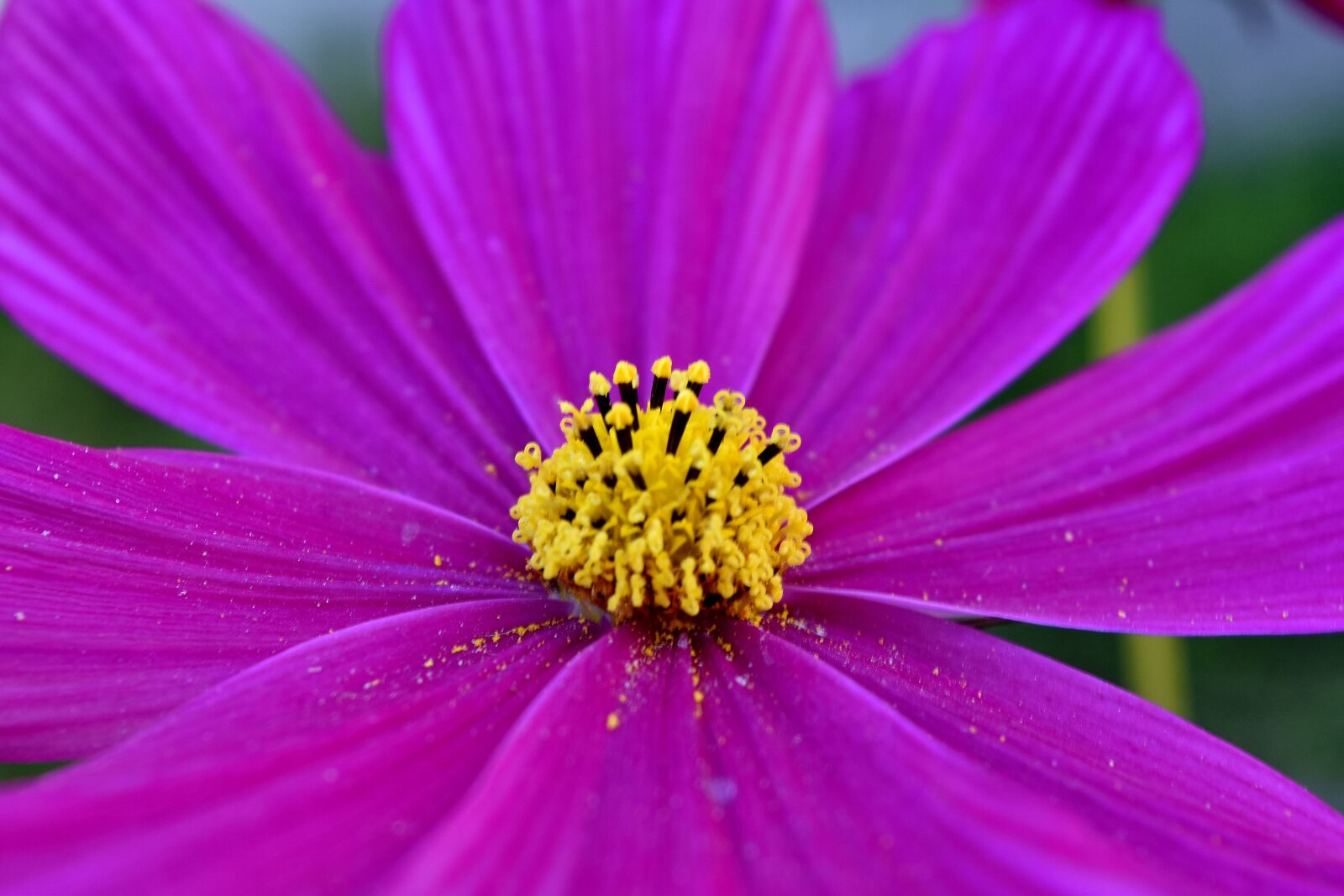 Nikon D5500 sample photo. Nectar, petals, pink, pollen photography