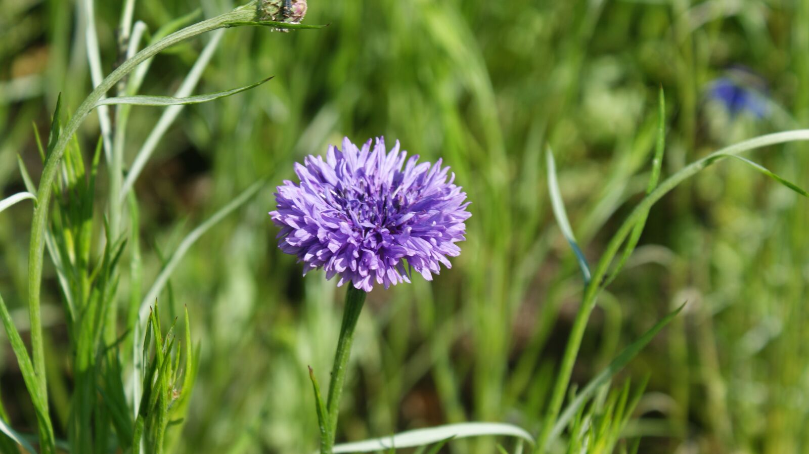 Sony Alpha DSLR-A350 sample photo. Cornflower, purple, lilac photography