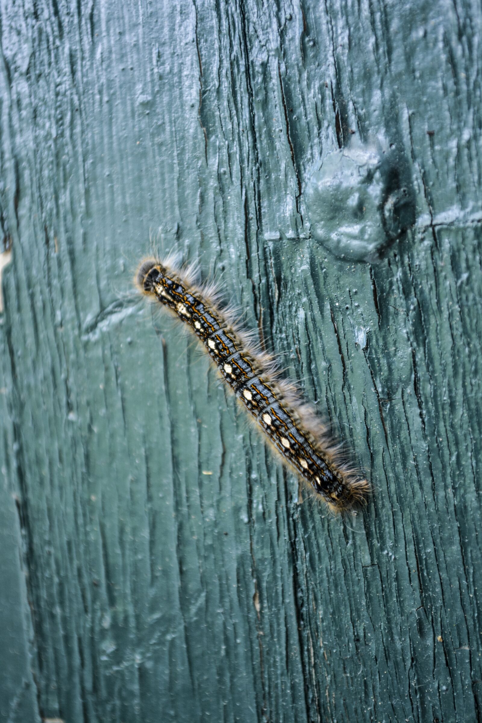 Nikon D5200 sample photo. Caterpillar, butterfly, insect photography