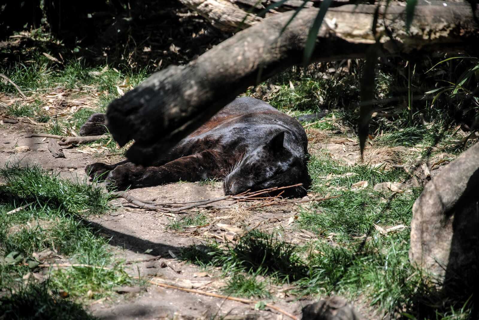Nikon D3000 sample photo. Wild, animal, puma photography