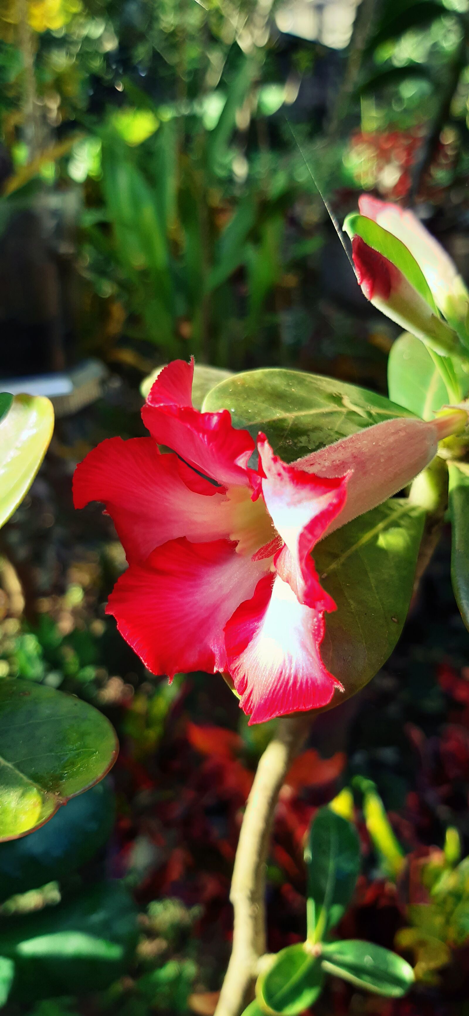 Samsung Galaxy A30 sample photo. Nature, red, blossom photography
