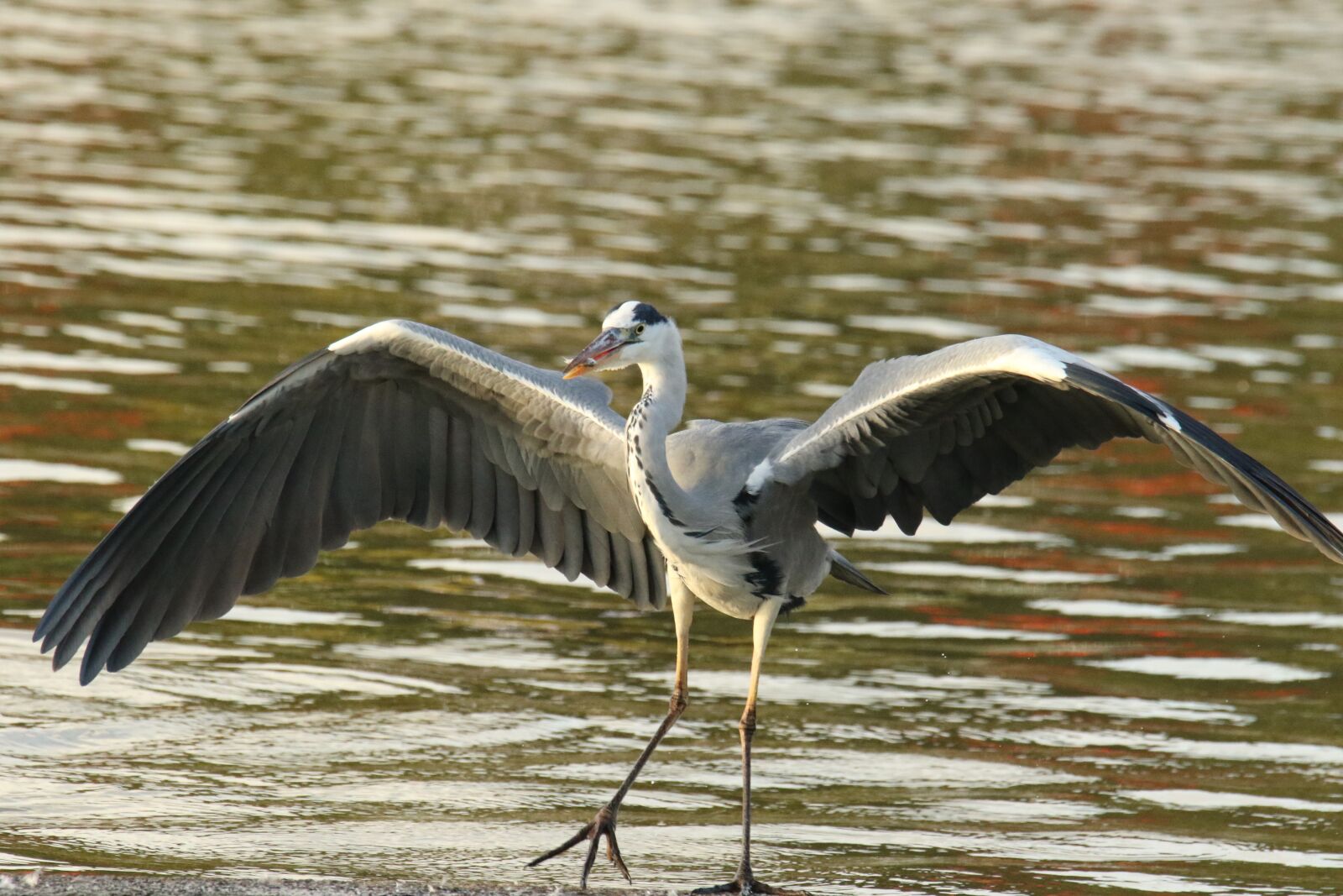 Canon EOS 7D Mark II sample photo. Grey heron, bird, wildlife photography