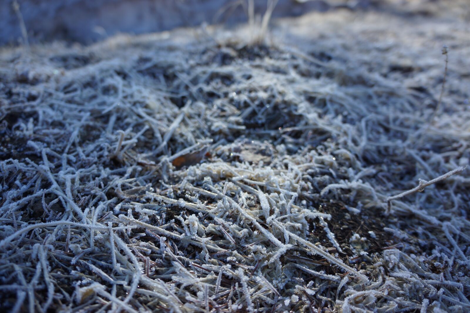 Sony Alpha NEX-7 sample photo. Nature, frost, background photography