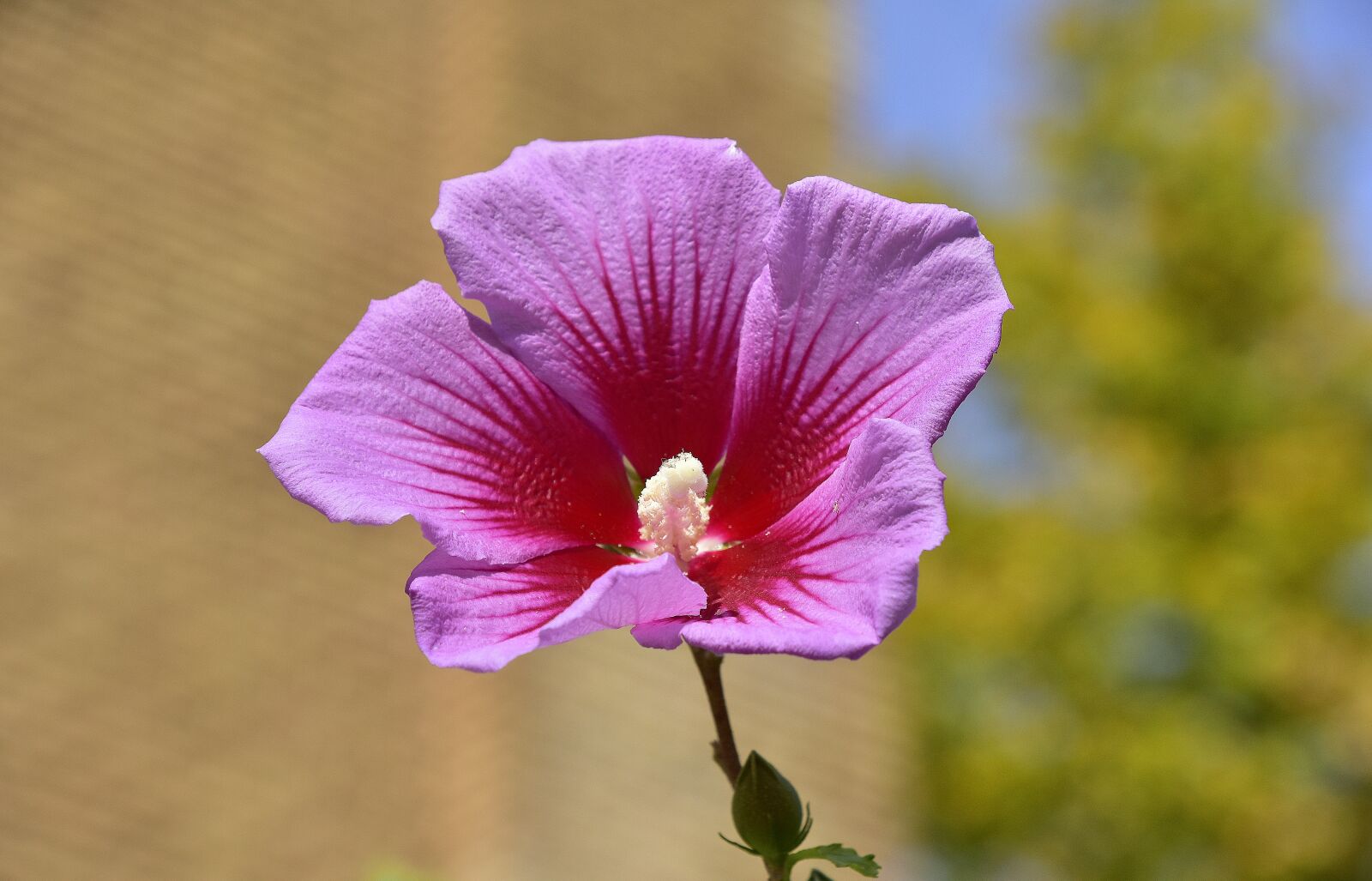 Nikon D7200 sample photo. Flower, garden, plant photography