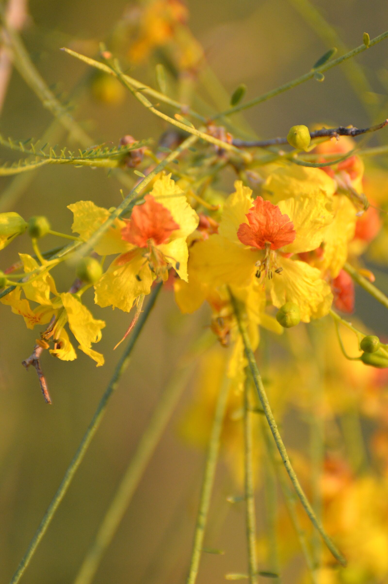 Nikon D3200 sample photo. Flowers, blossoms, floral photography