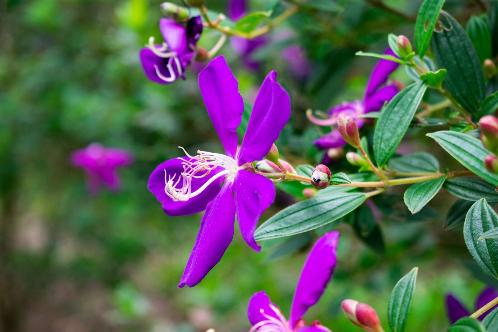 Nikon D3400 sample photo. Flowers, nature, green photography