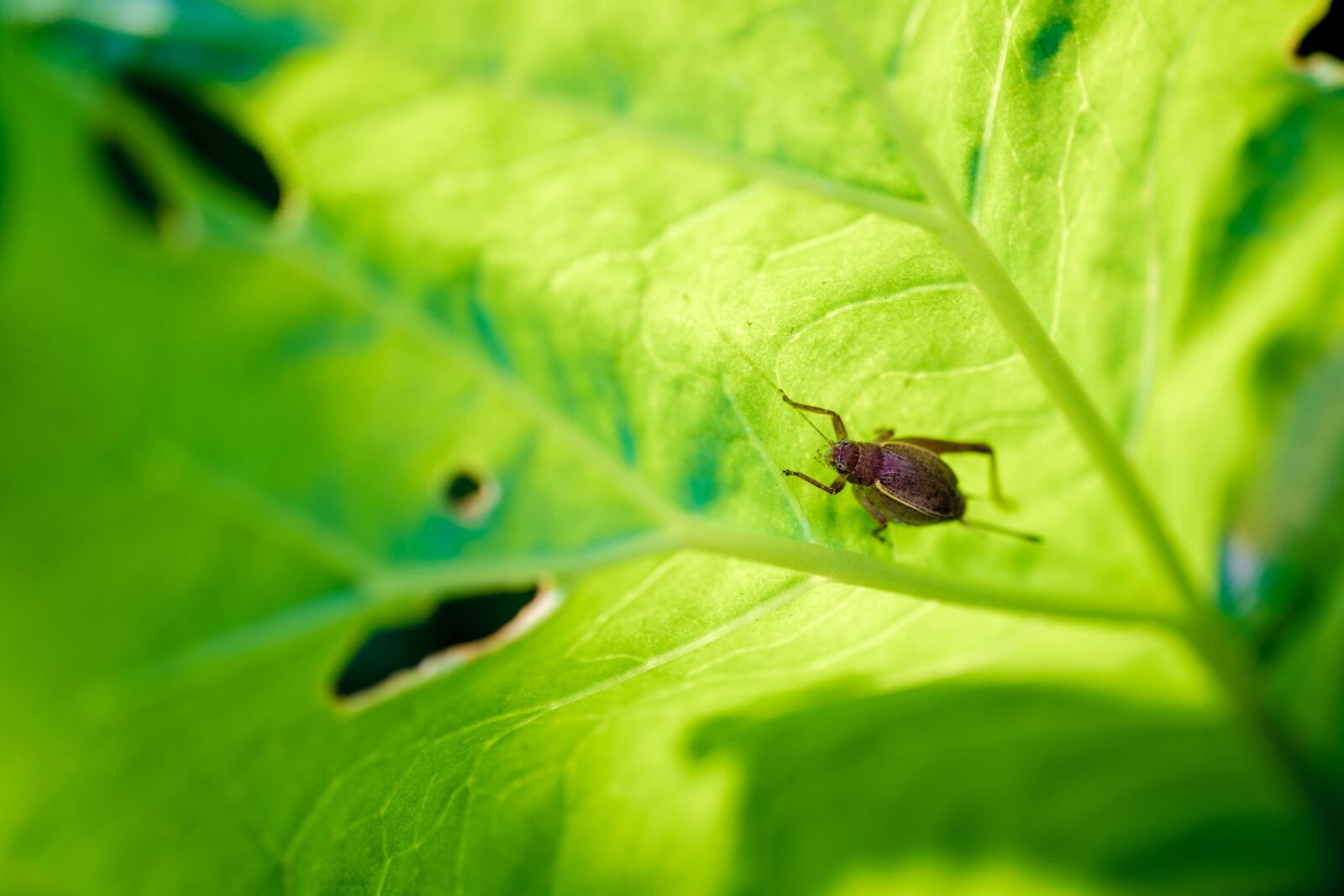 Fujifilm X-T1 + Fujifilm XF 60mm F2.4 R Macro sample photo. Bug, insect, leaf photography