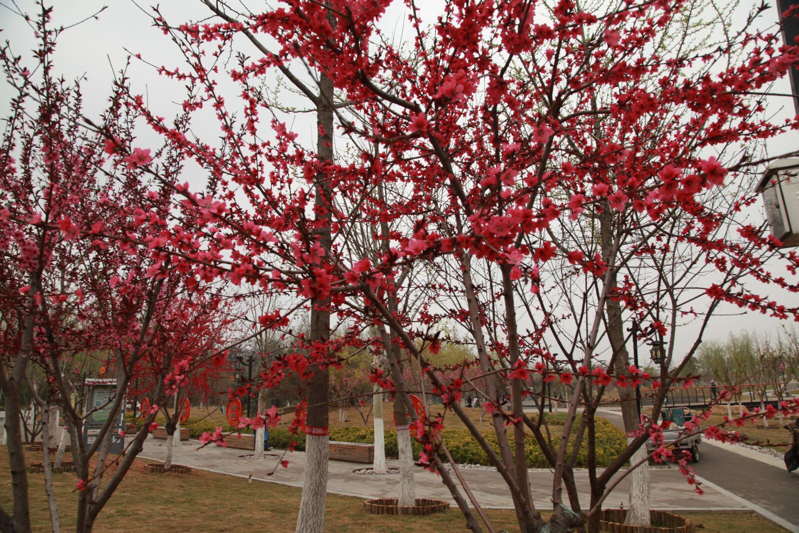 Canon EOS 5D Mark II sample photo. City park, chinese new photography