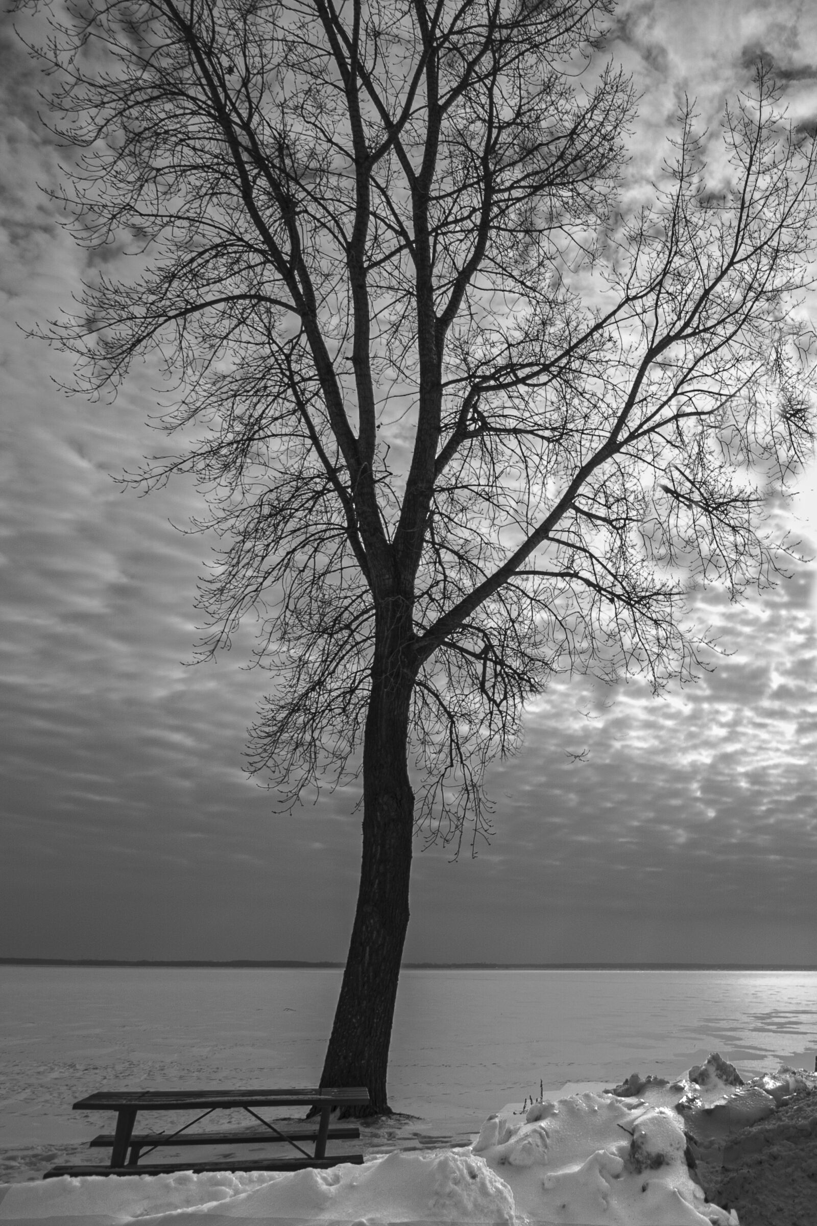 Canon EOS 400D (EOS Digital Rebel XTi / EOS Kiss Digital X) sample photo. Black white, winter, tree photography