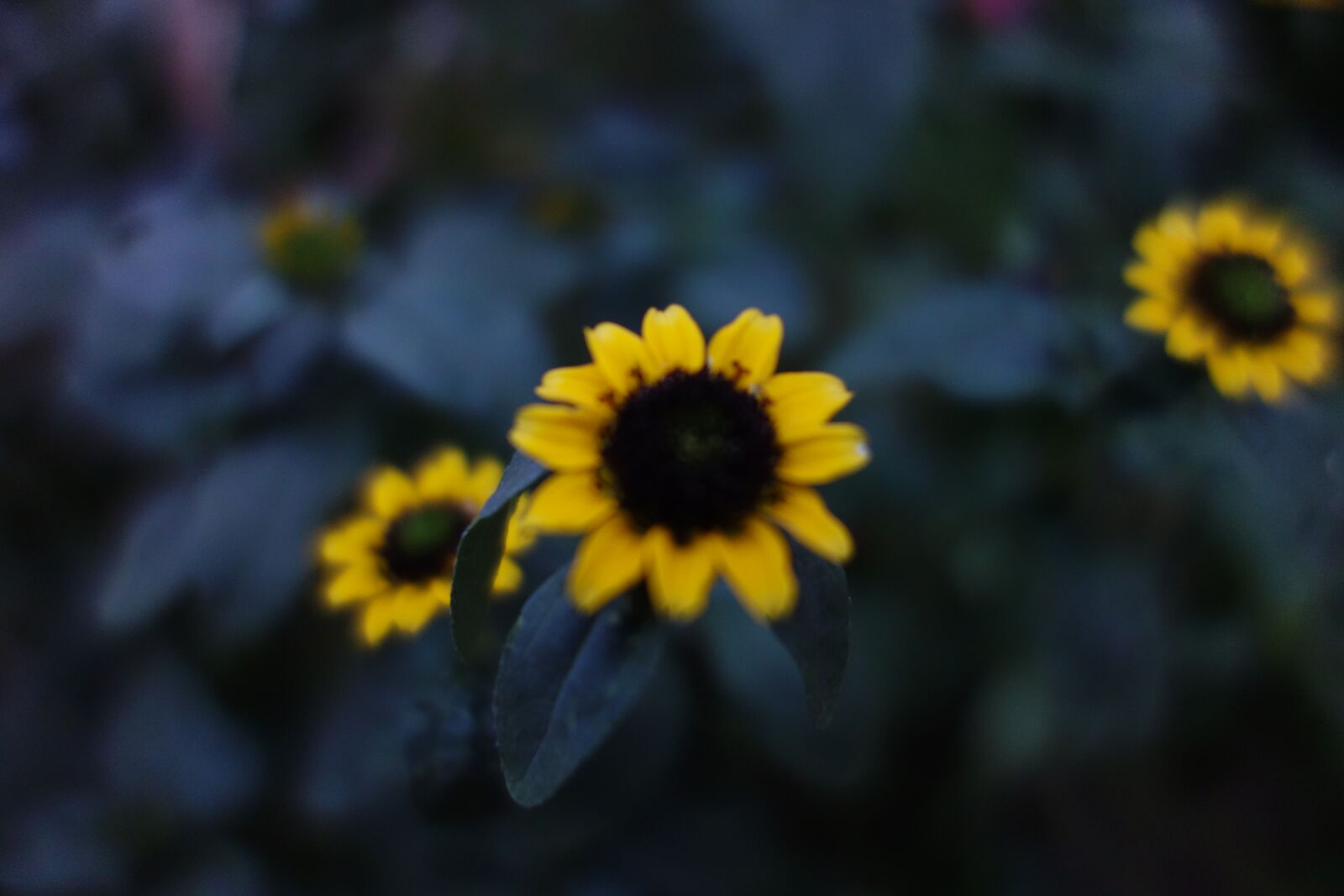 Sony Cyber-shot DSC-RX100 sample photo. Macro, yellow, flower photography