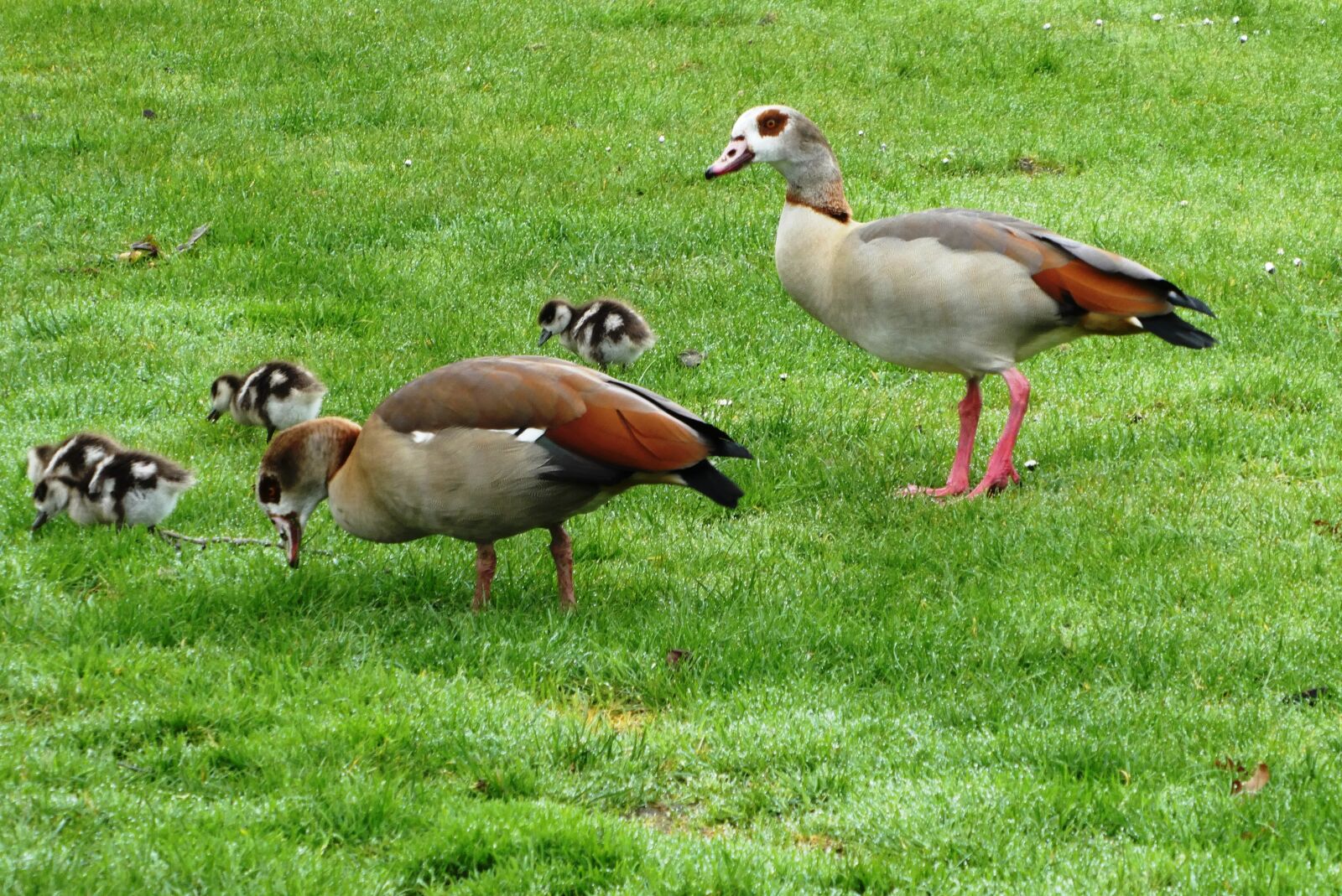 Panasonic Lumix DC-ZS70 (Lumix DC-TZ90) sample photo. Egyptian, pair, young geese photography