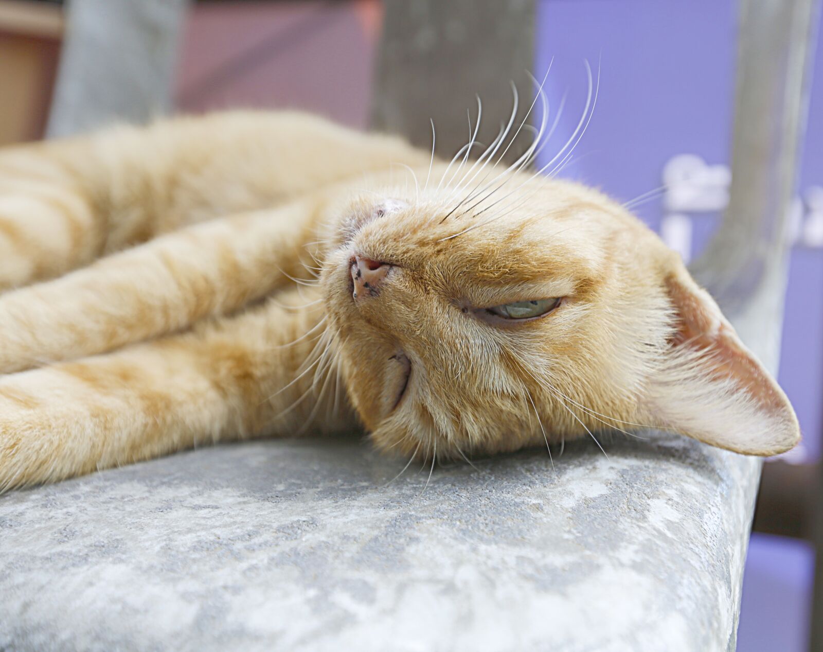 Canon EF 16-35mm F2.8L II USM sample photo. Cat, sleep, pakret photography