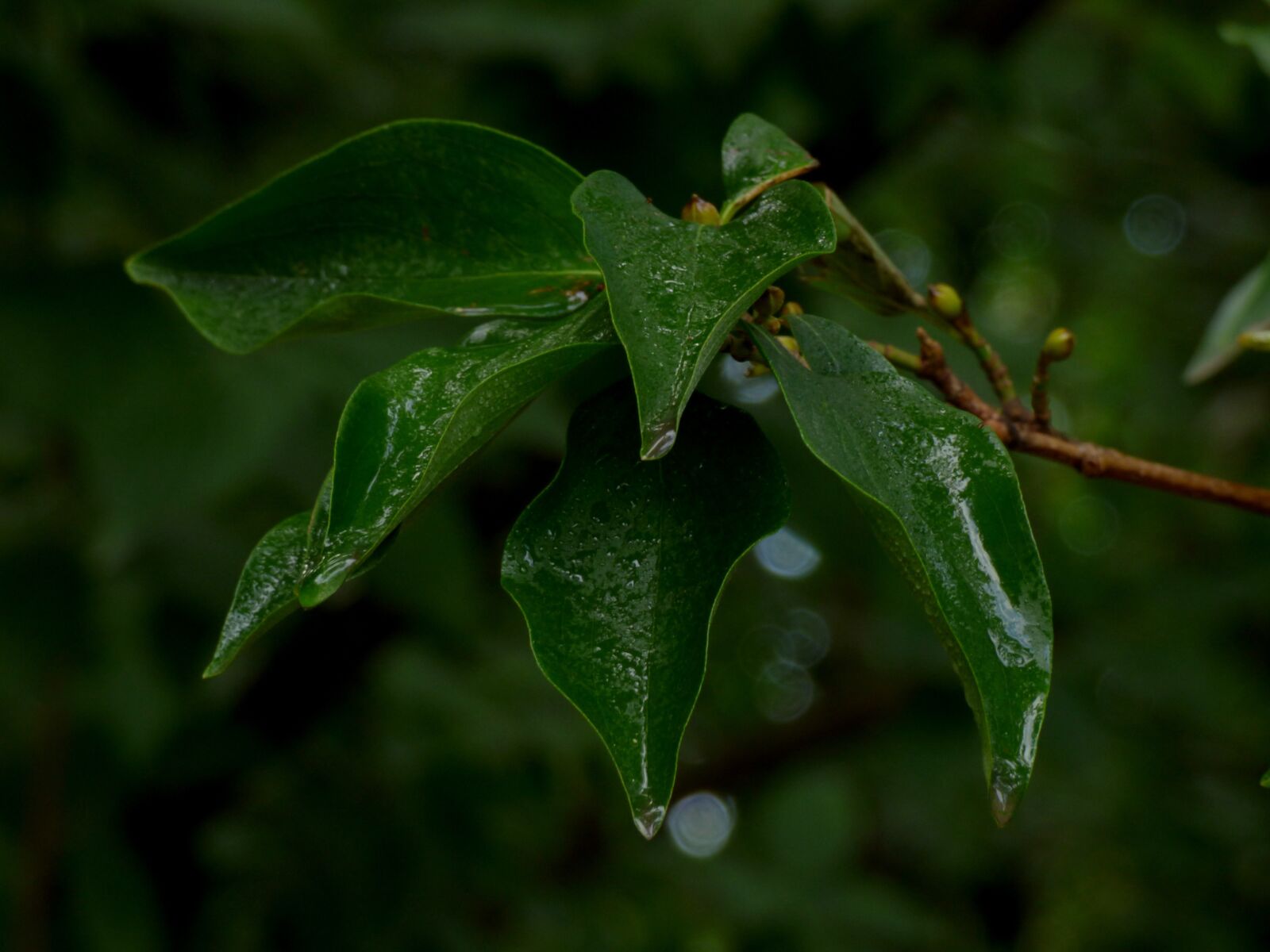 Panasonic DMC-FZ72 sample photo. Leaves, green, nature photography