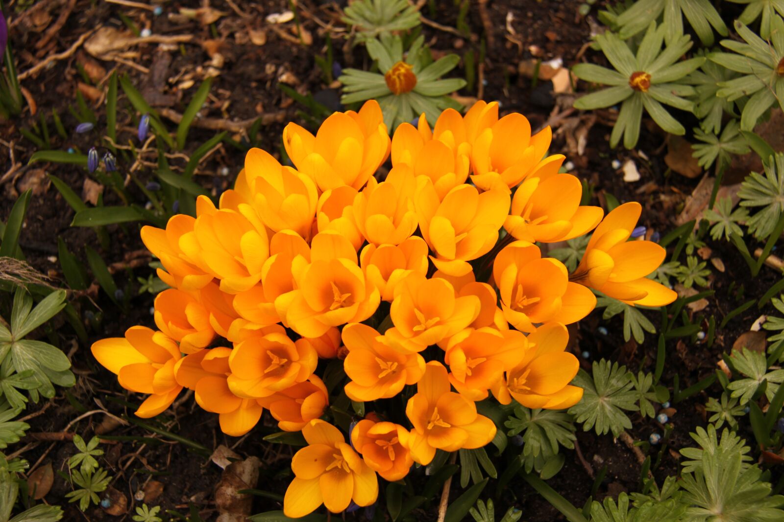 Canon EOS 50D sample photo. Crocus, yellow, natural photography