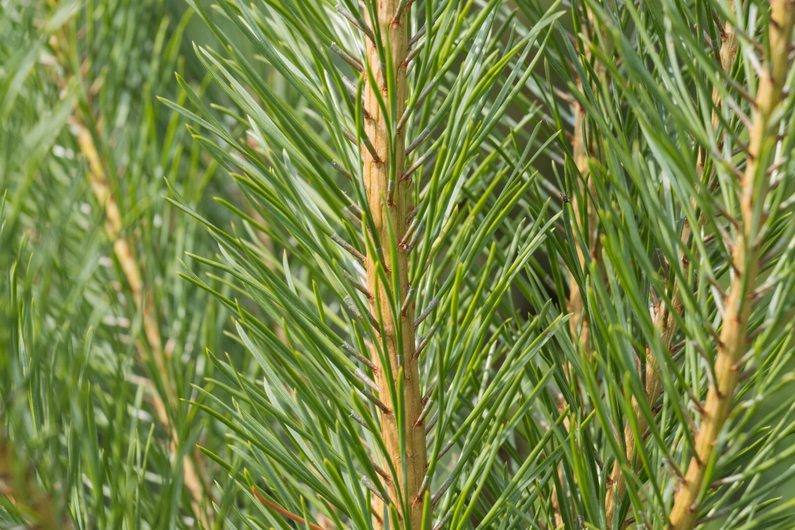 Canon EF-S 18-135mm F3.5-5.6 IS USM sample photo. Nature, plant, tree photography