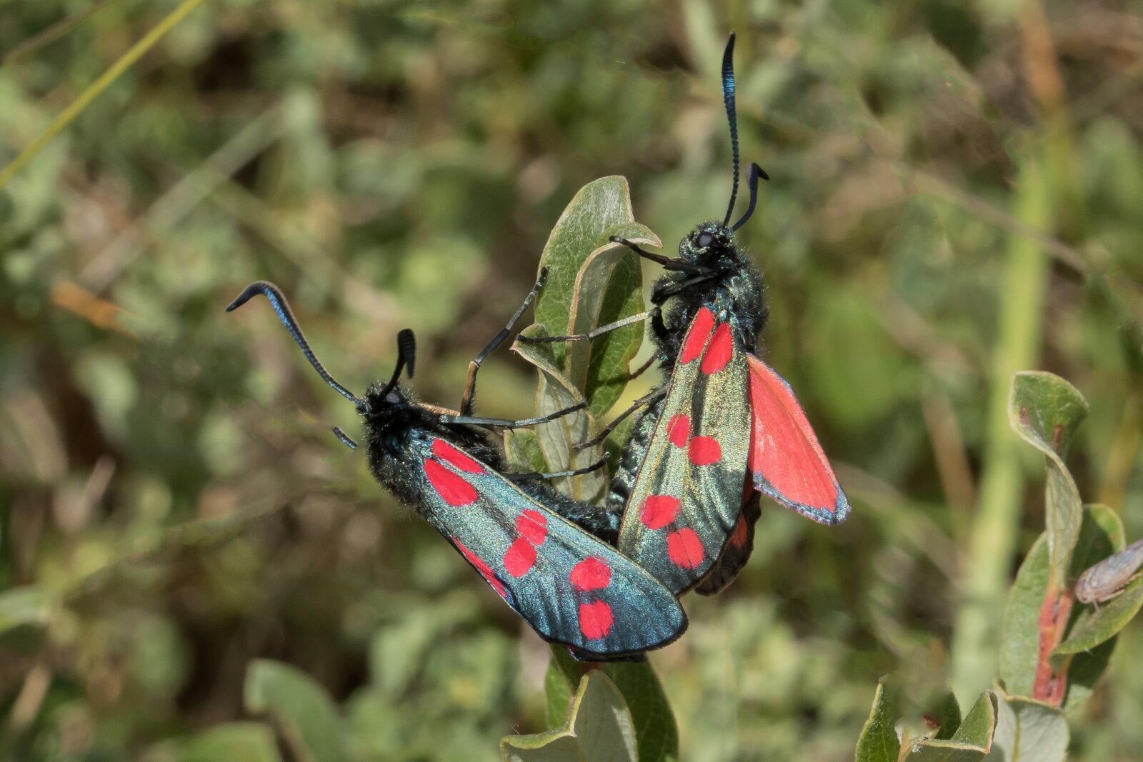 Canon EOS 760D (EOS Rebel T6s / EOS 8000D) + Canon EF 100mm F2.8L Macro IS USM sample photo. Butterfly, k llesv rmer photography