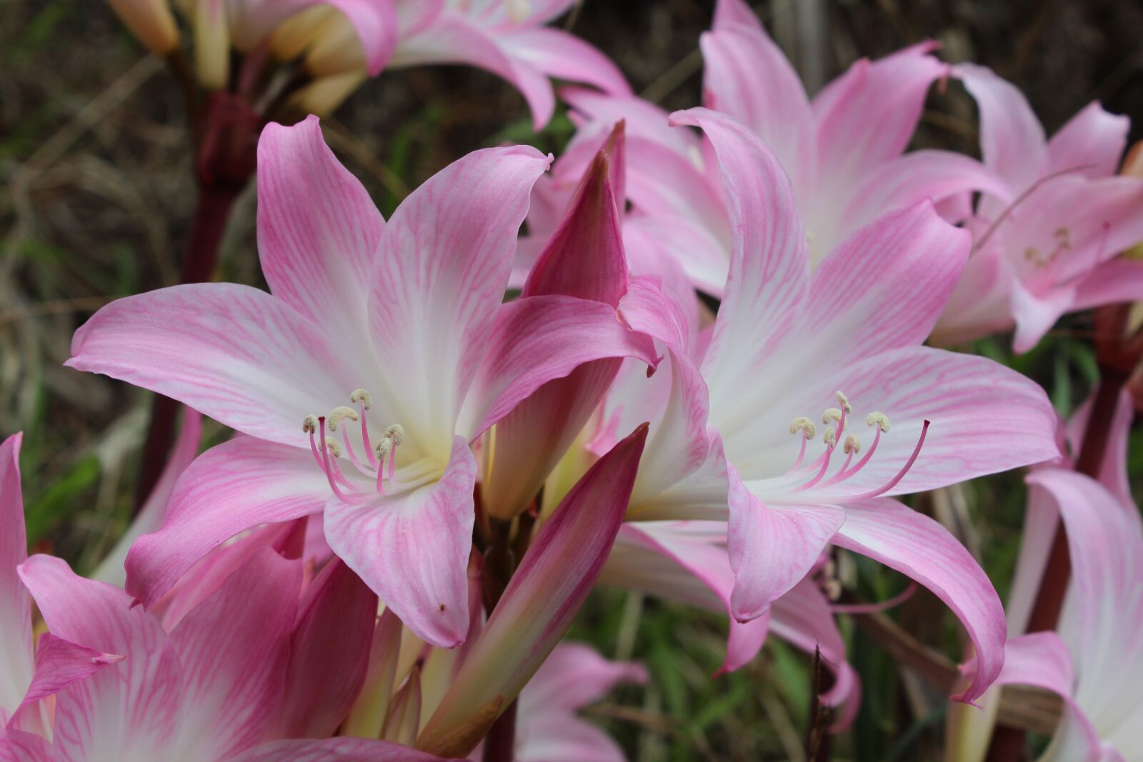Canon EOS 600D (Rebel EOS T3i / EOS Kiss X5) sample photo. Flower, tropical, tropical flowers photography