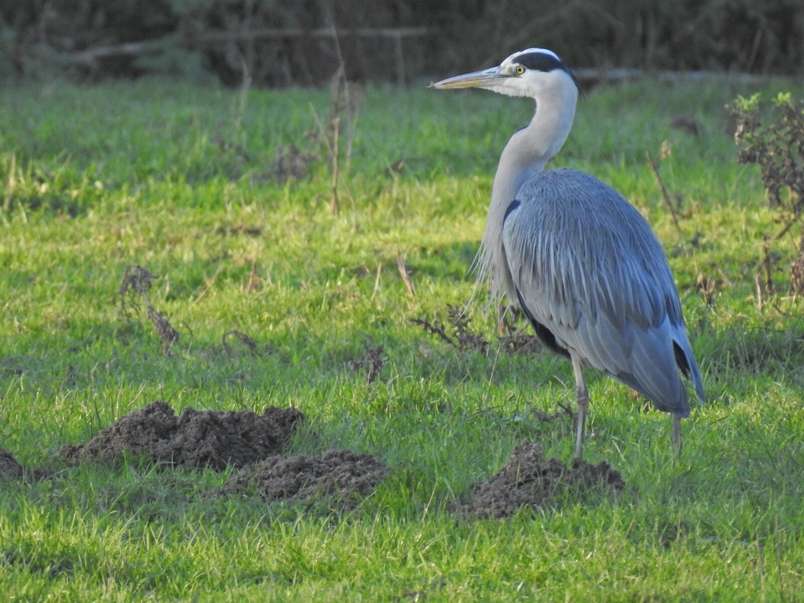 Nikon Coolpix P900 sample photo. Heron, ashy, plumage photography