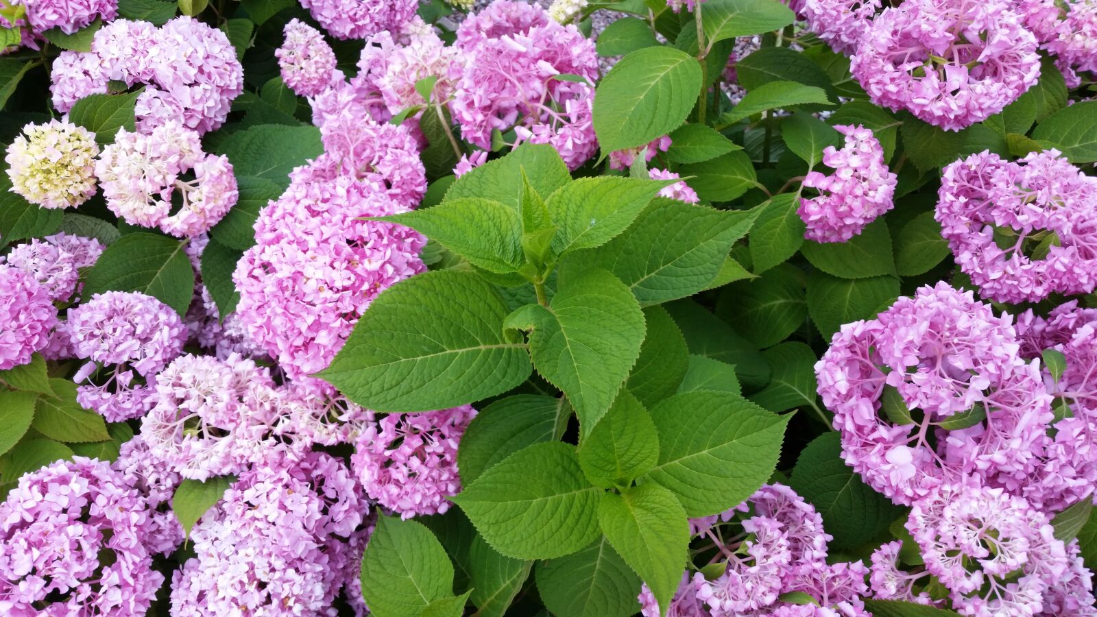 Samsung Galaxy S5 sample photo. Flower, flora, nature photography