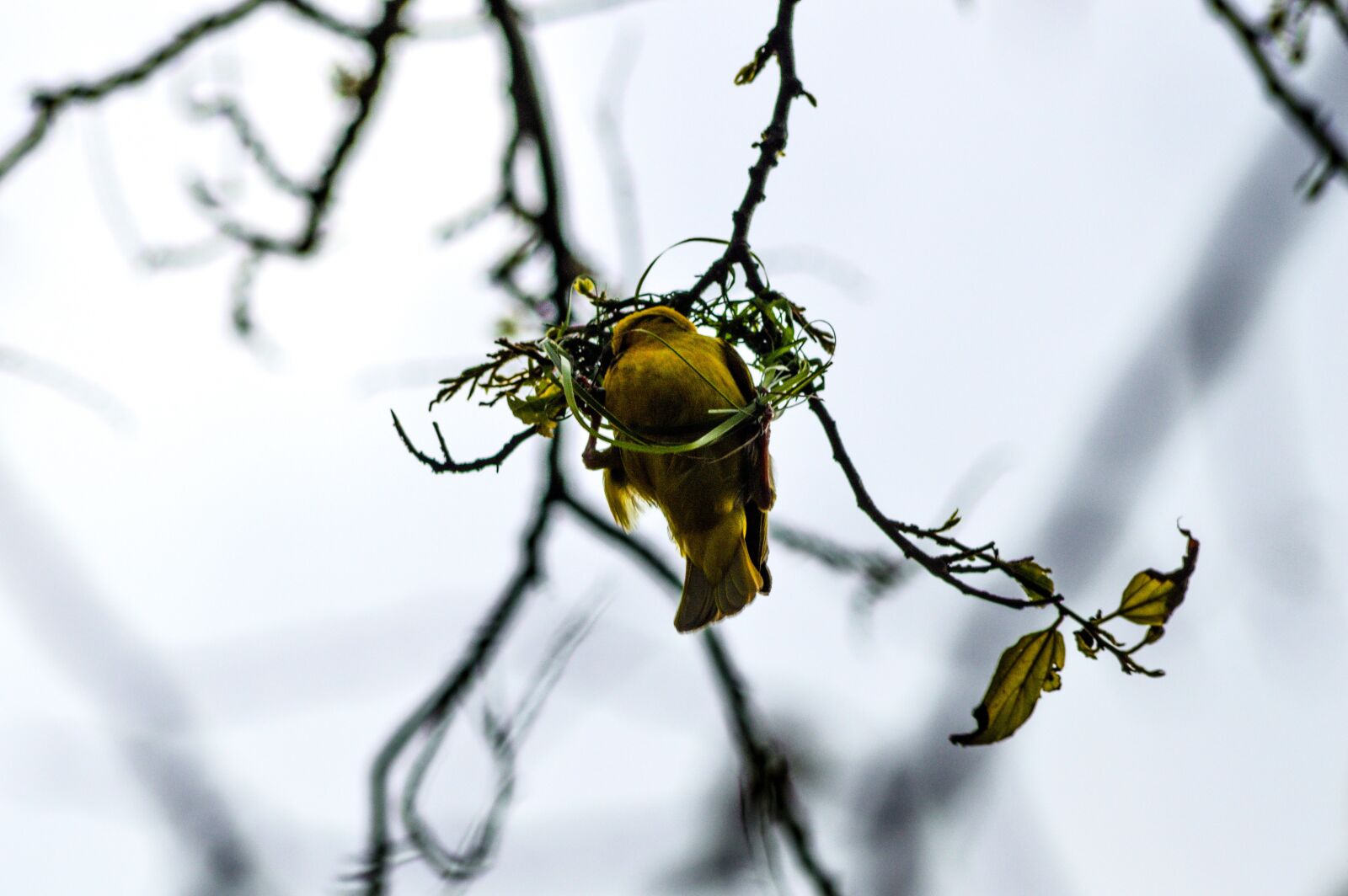 Nikon D3200 sample photo. Weaver, bird, building photography