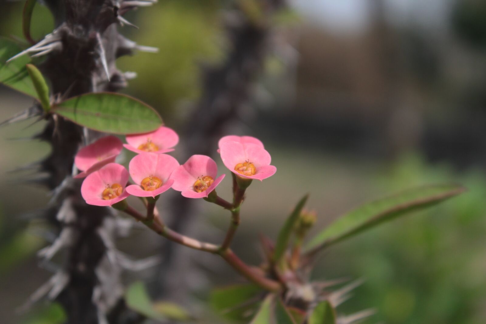 Canon EOS 1200D (EOS Rebel T5 / EOS Kiss X70 / EOS Hi) sample photo. Christ crown, flower, desert photography