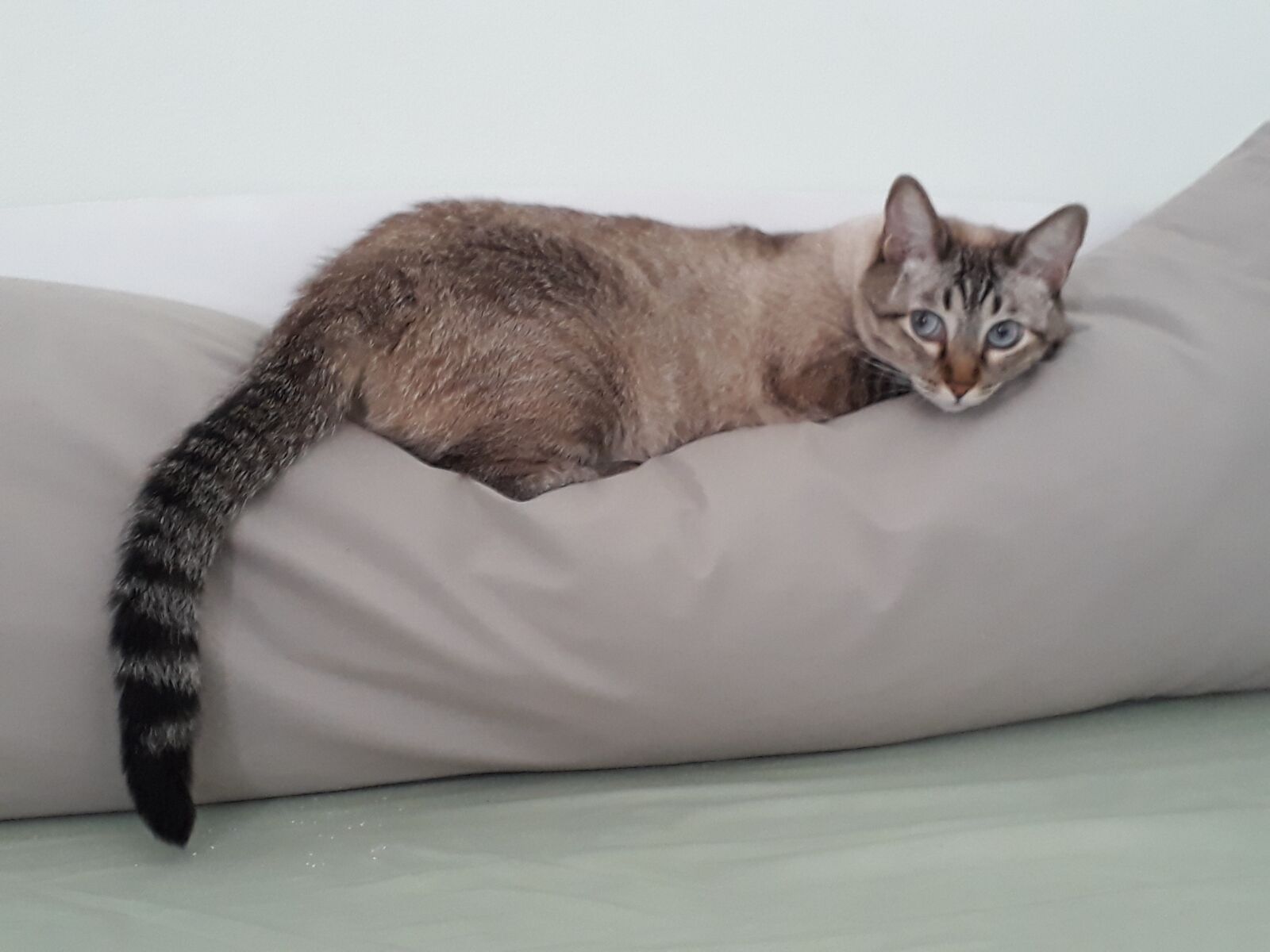Samsung Galaxy J7 Prime sample photo. Cat, catlife, gray photography