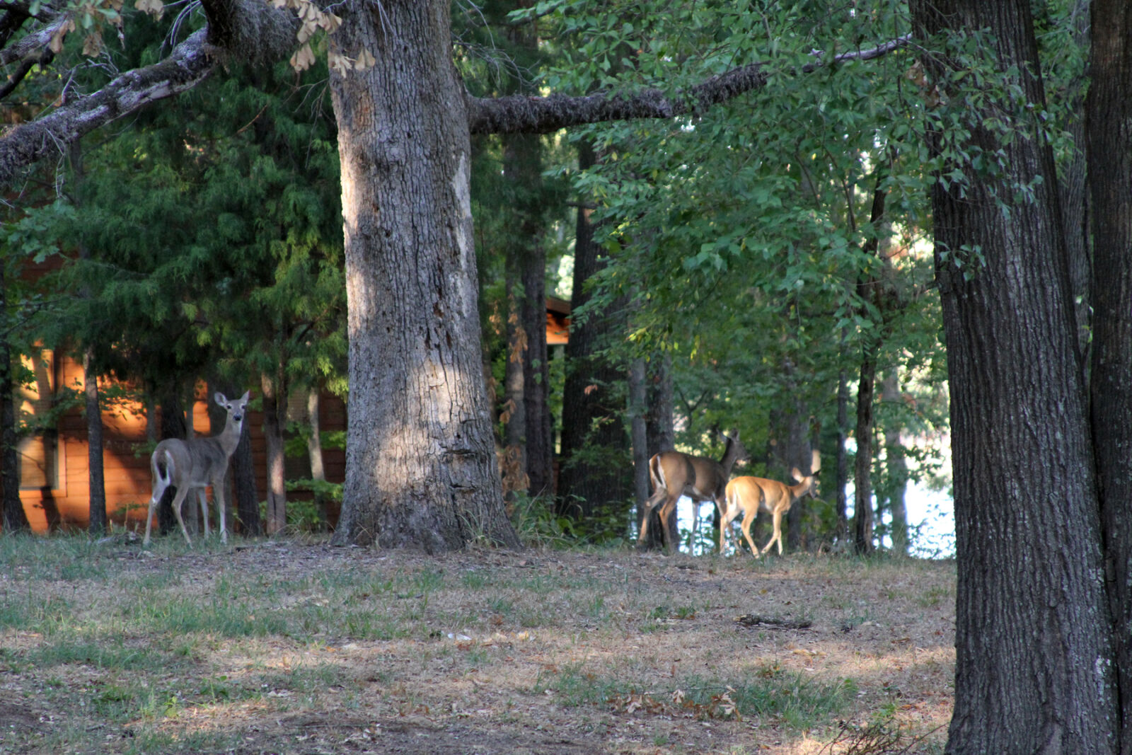 Canon EOS 7D + Canon EF 28-135mm F3.5-5.6 IS USM sample photo. Animals, deer, lake, sunrise photography