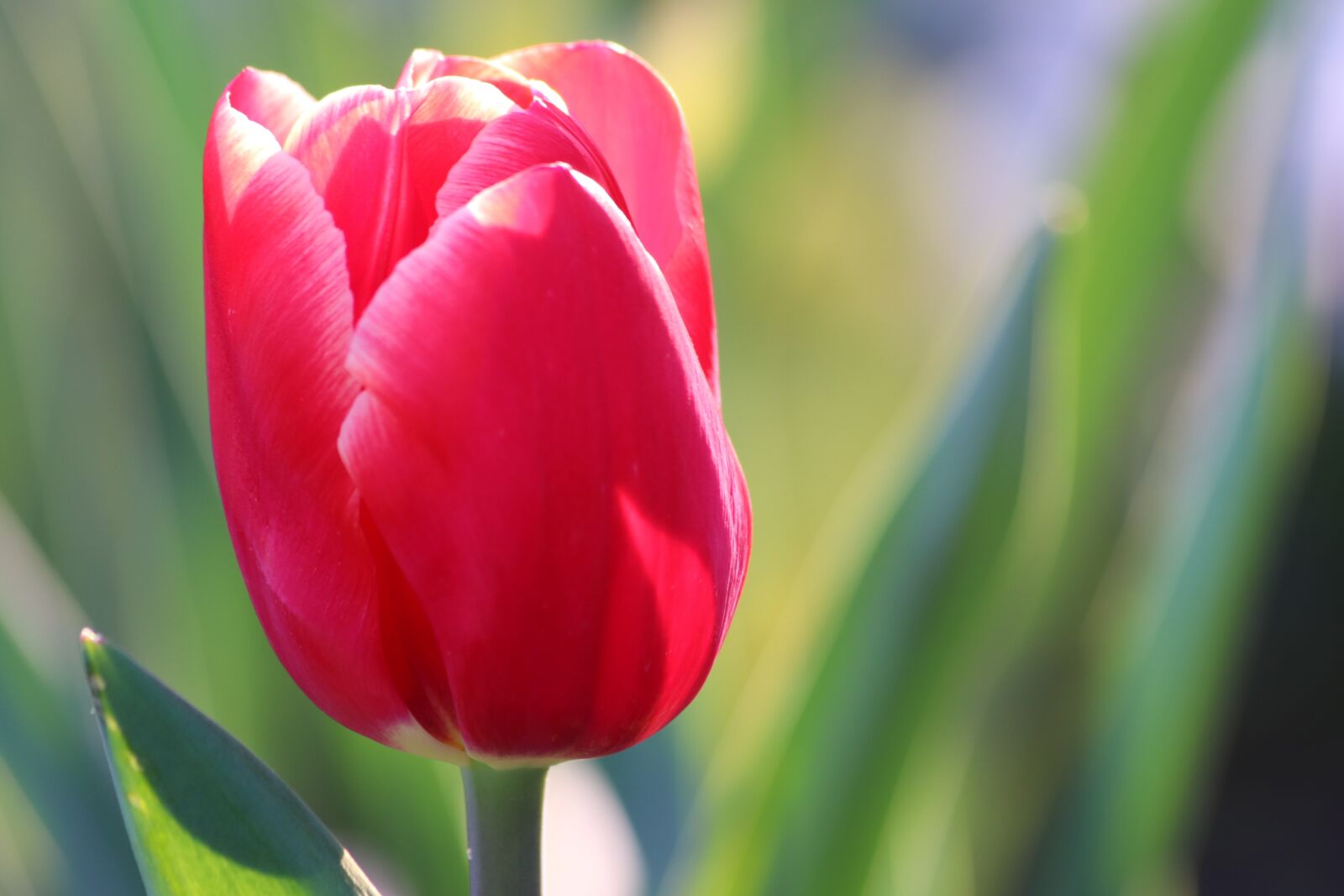 Canon EOS 200D (EOS Rebel SL2 / EOS Kiss X9) sample photo. Red tulip, bloom, spring photography
