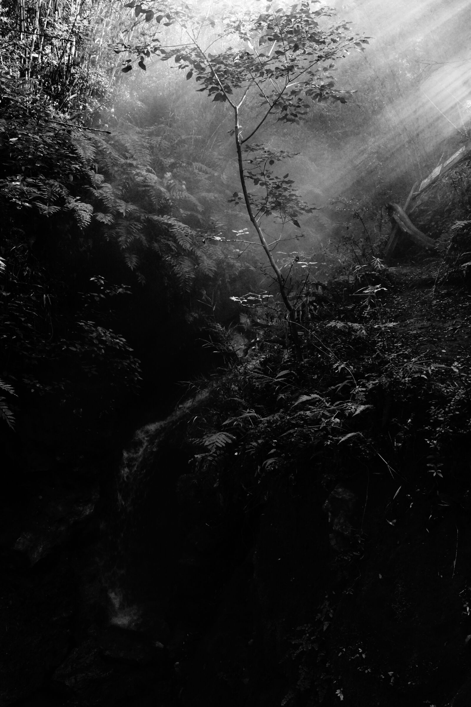 Sony DT 18-55mm F3.5-5.6 SAM II sample photo. Mystic, forest, light photography