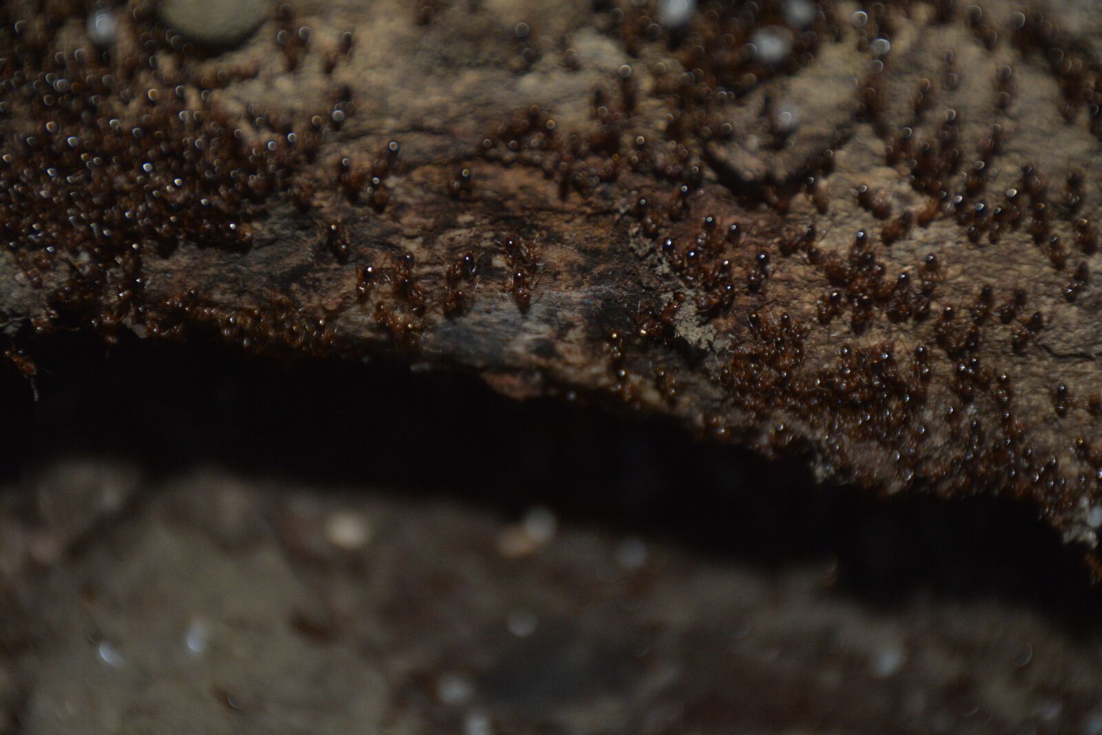 Nikon D7100 sample photo. Ant, macro, nature photography