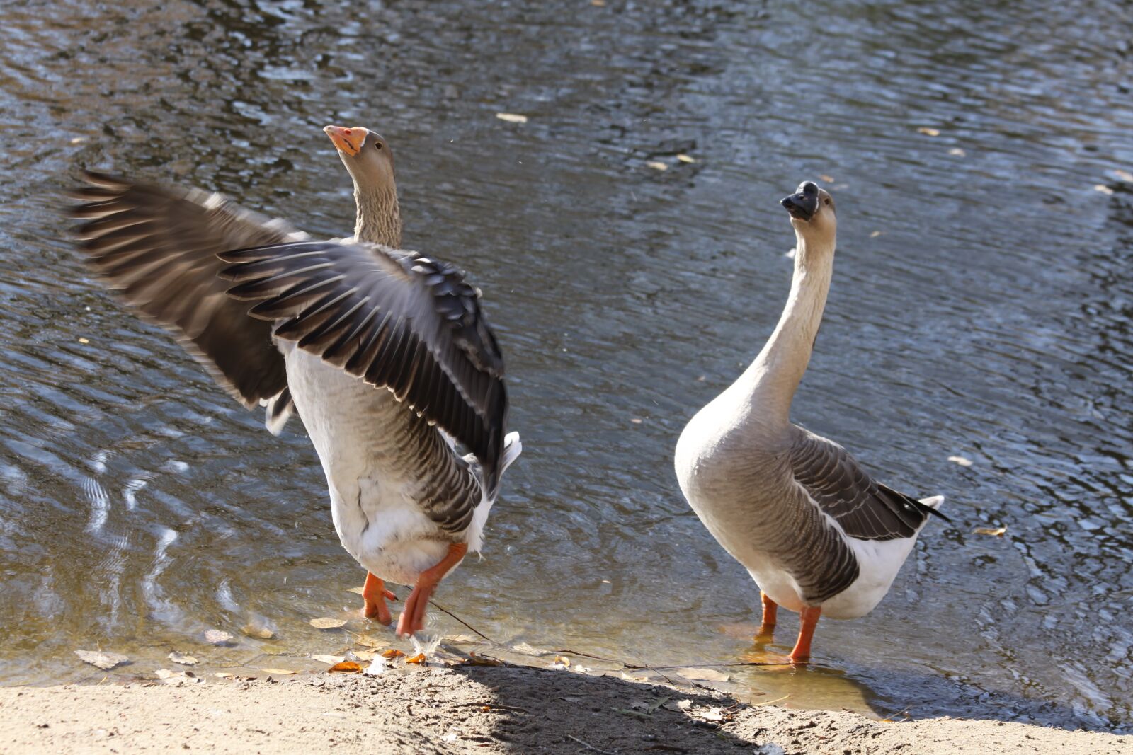 Canon EOS 50D sample photo. One, swan, flagging wings photography
