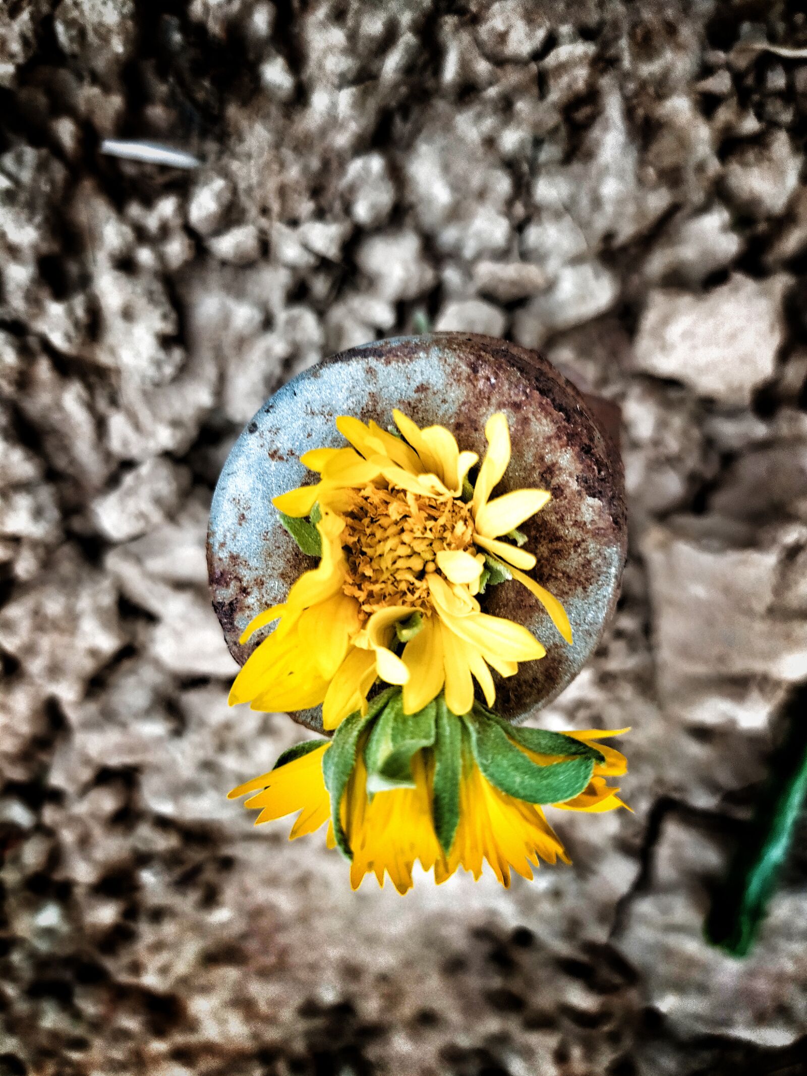 Xiaomi Redmi Note 8 sample photo. Daisies, flower, garden photography