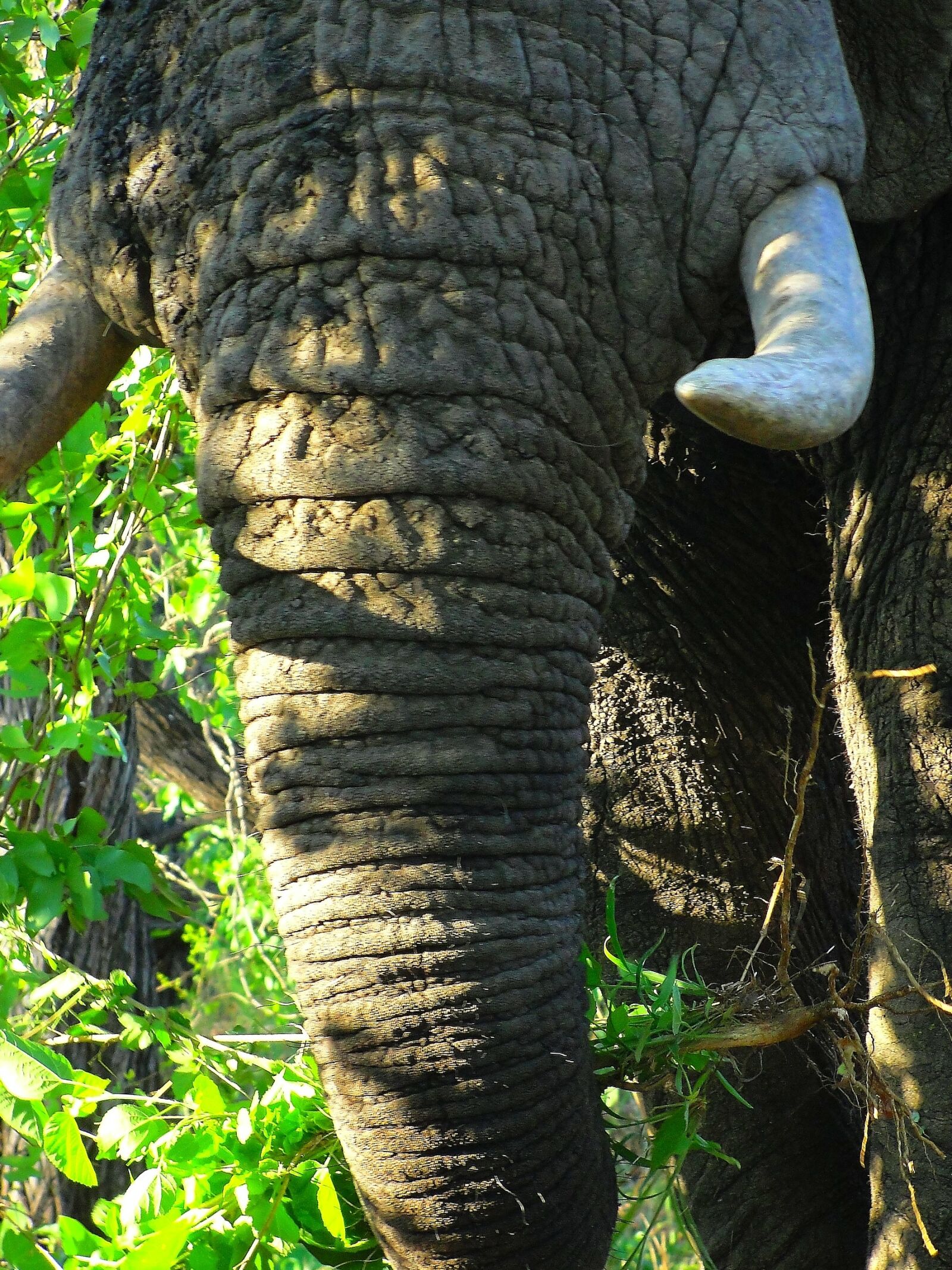 Sony Cyber-shot DSC-H20 sample photo. Elephant, elephant trunk, tusks photography