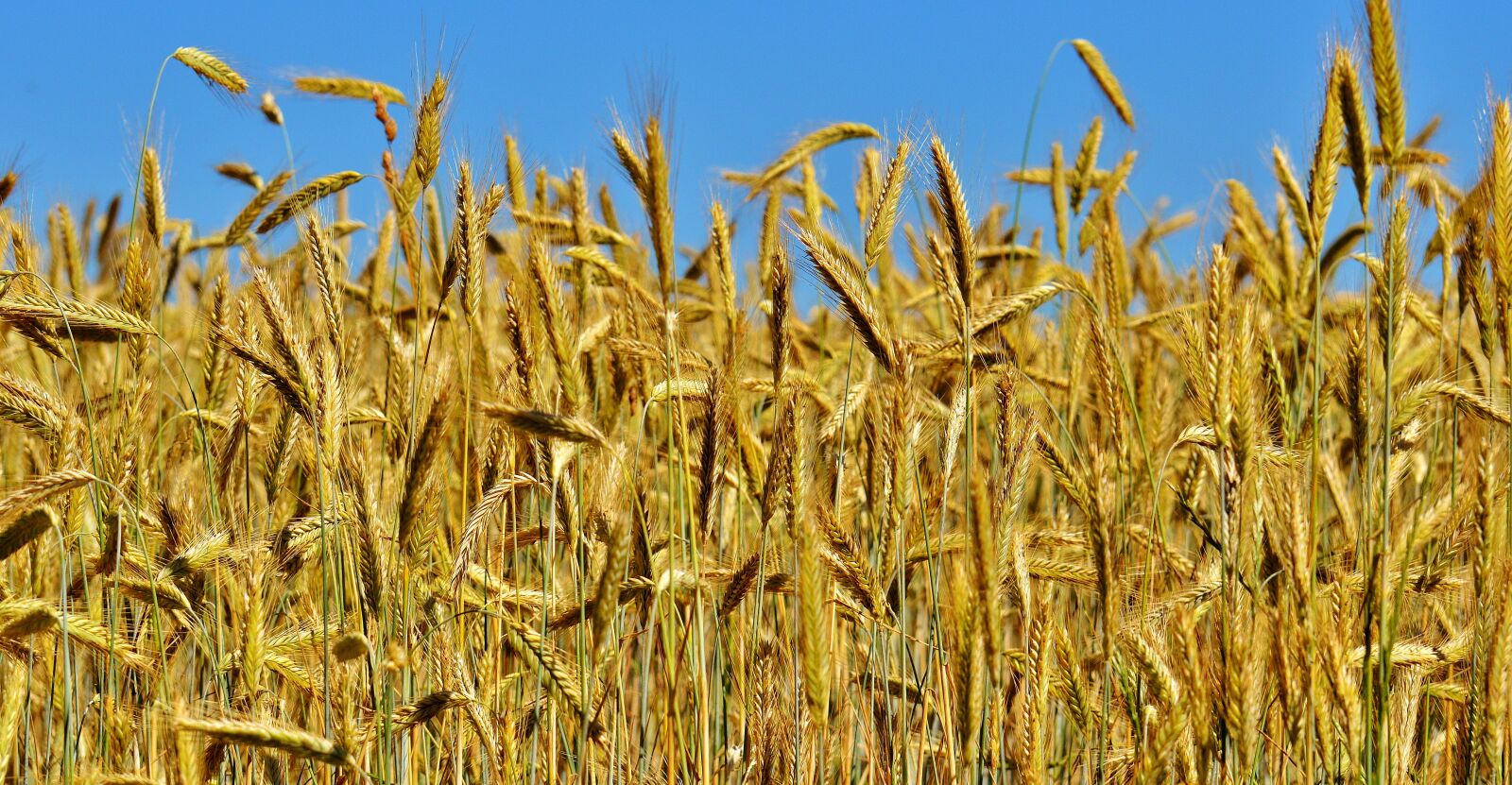 Nikon D3200 sample photo. Cornfield, nature, spike photography