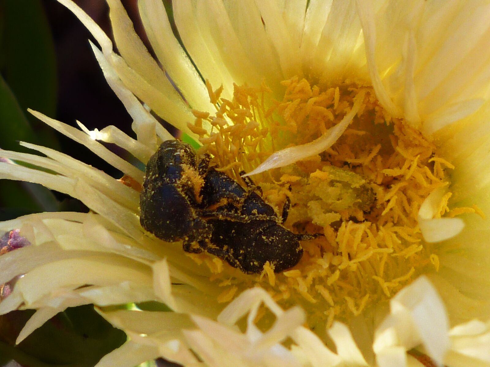 Panasonic DMC-FX40 sample photo. Pollen, beetle, plant photography