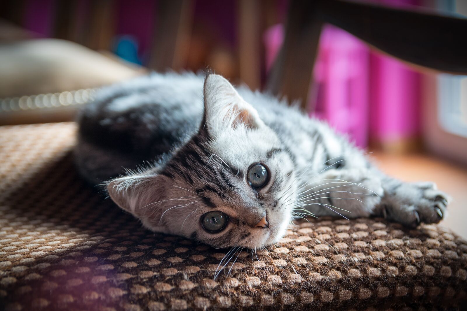 Nikon D5300 sample photo. Kitten, british shorthair, pet photography