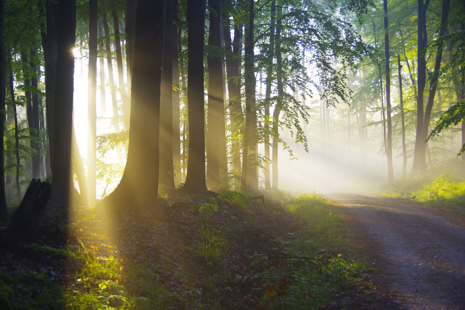 Pentax K-70 sample photo. Forest, light, wood photography