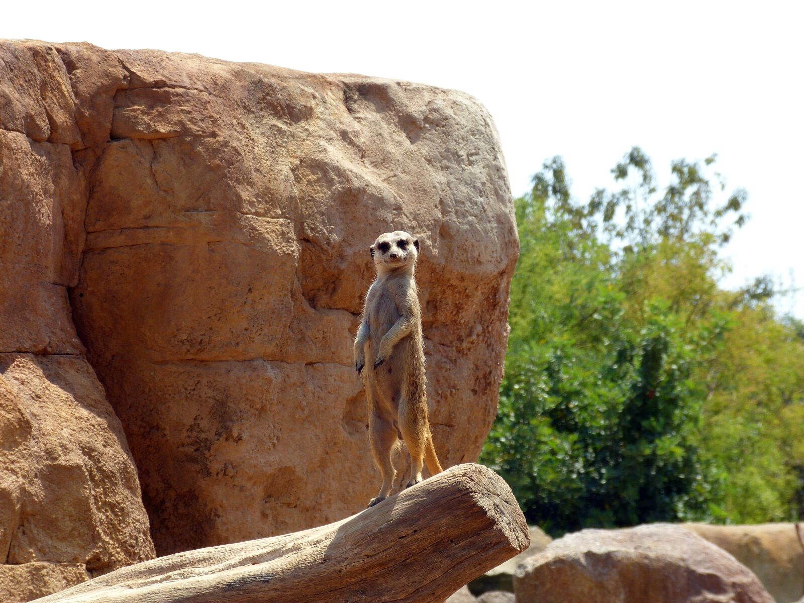 Panasonic Lumix DMC-FZ150 sample photo. Animal, wild, animals photography