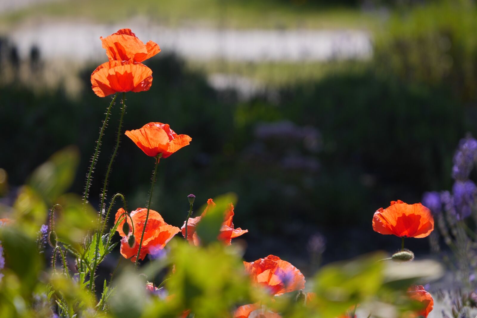 Panasonic Lumix DMC-GH3 sample photo. Flower, orange, summer photography