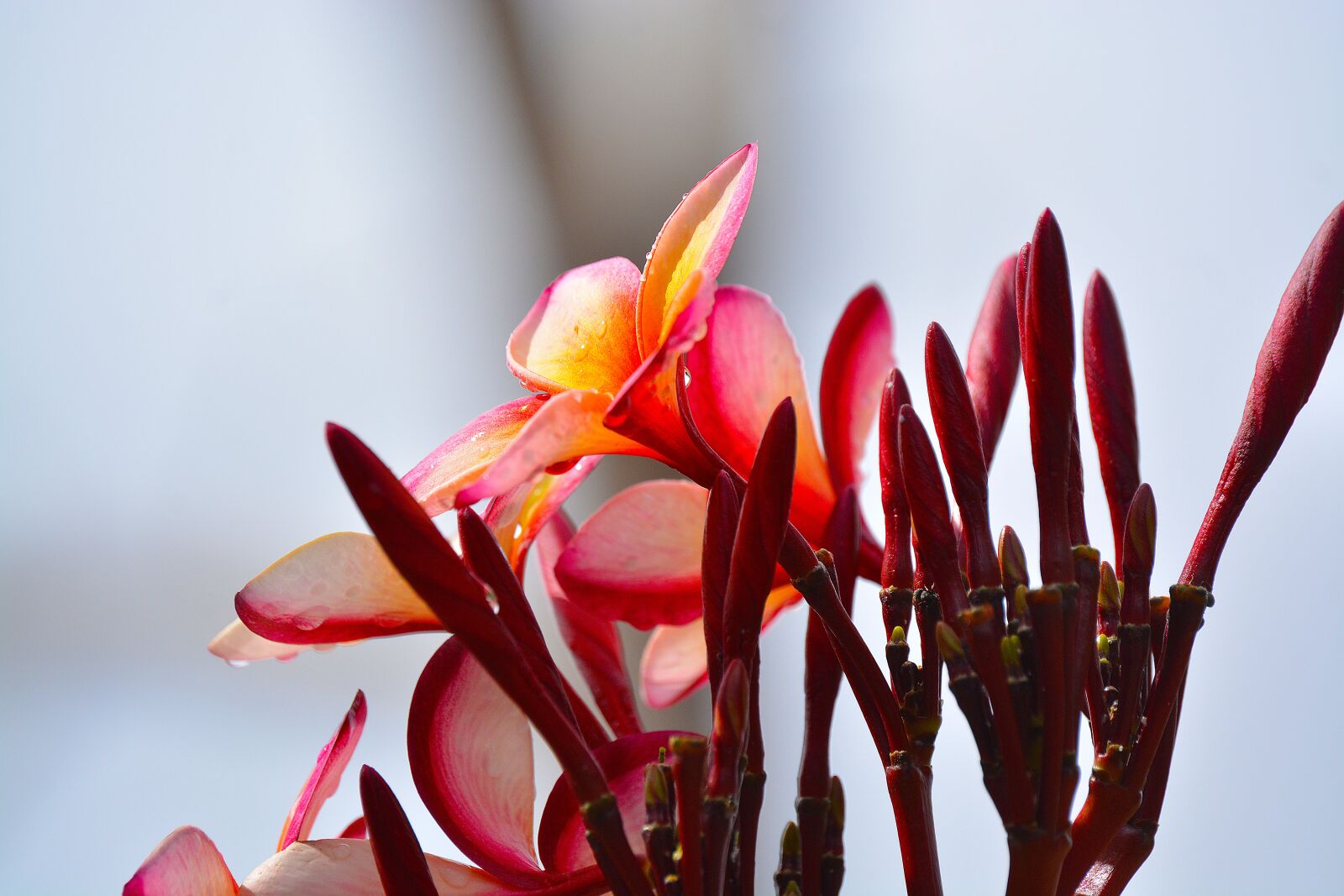 Nikon D5200 sample photo. Frangipani, flower, nature photography