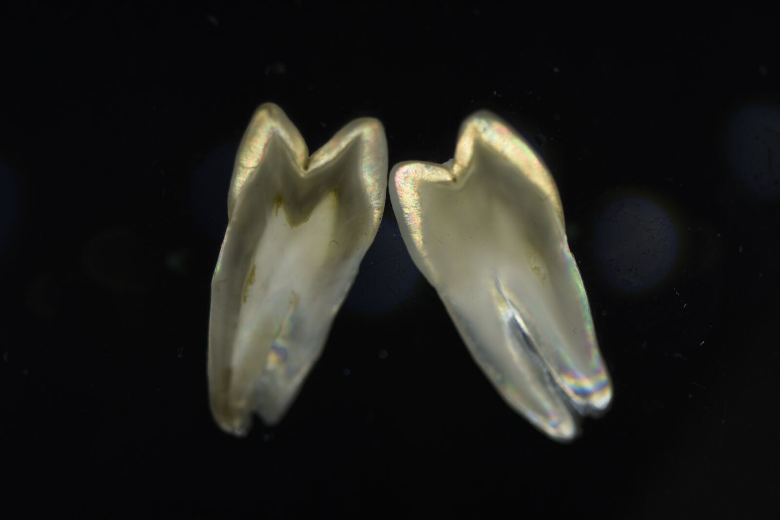 Nikon D750 sample photo. Polarized shooting, teeth, section photography