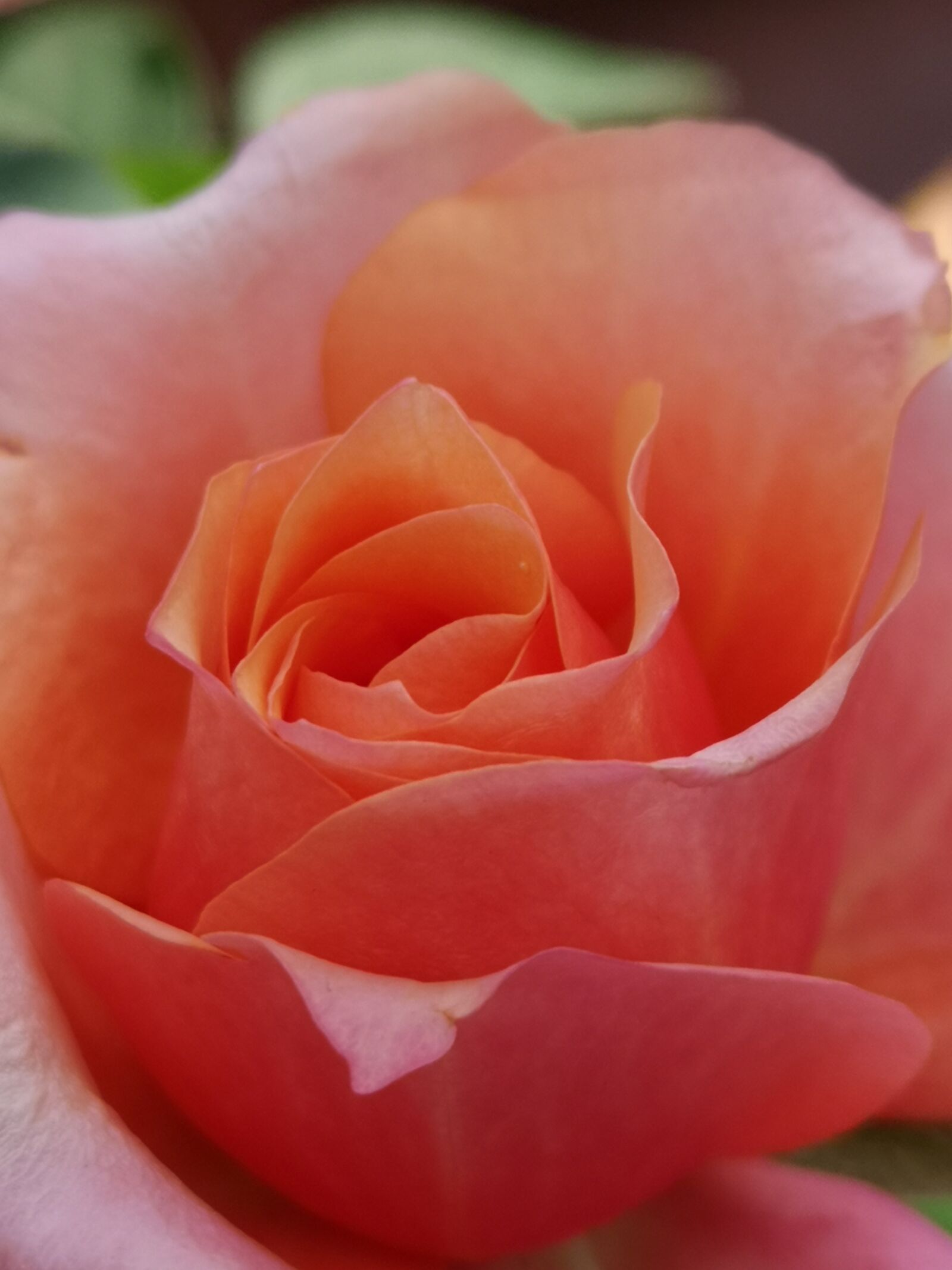 HUAWEI CLT-L09 sample photo. Romantic, dream, rose photography