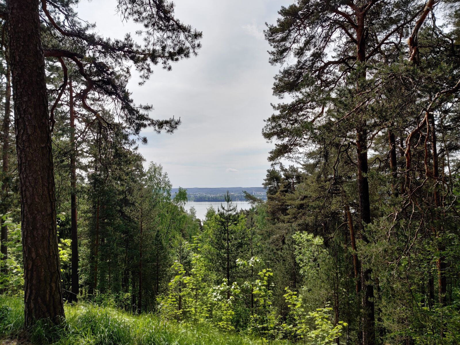 OnePlus GM1913 sample photo. Forest, wood, lake photography