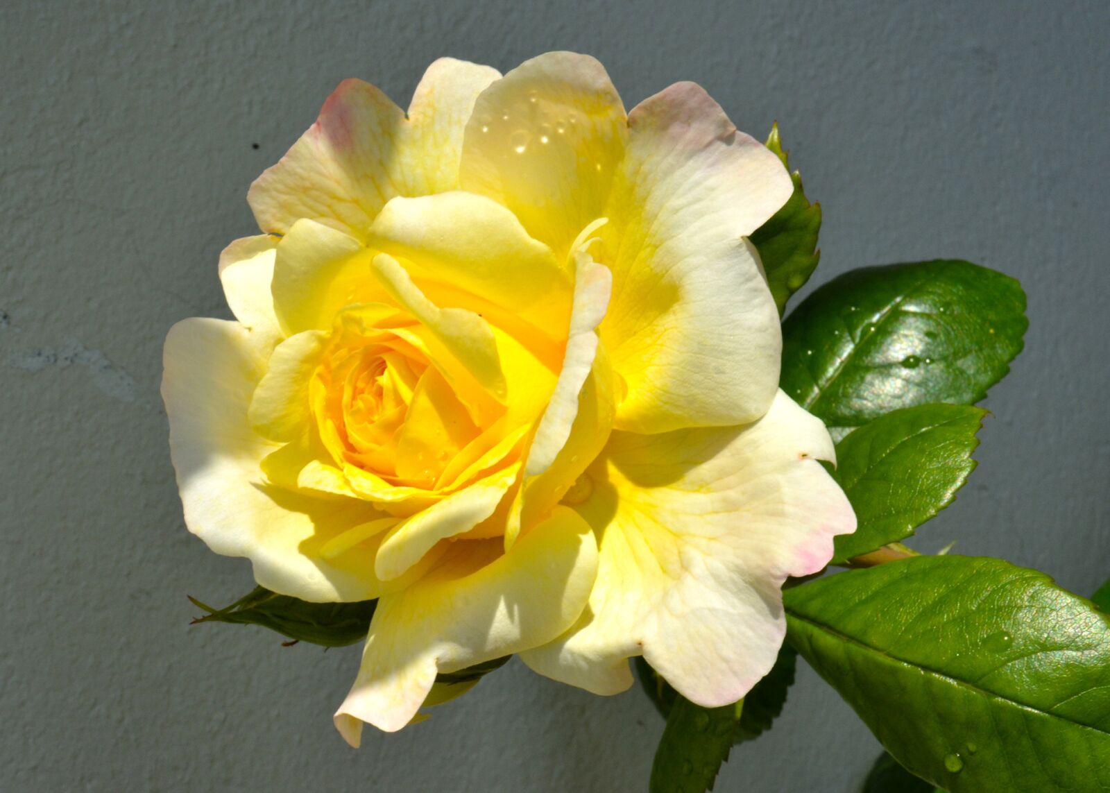 Nikon D5200 sample photo. Ros, flower, roses photography